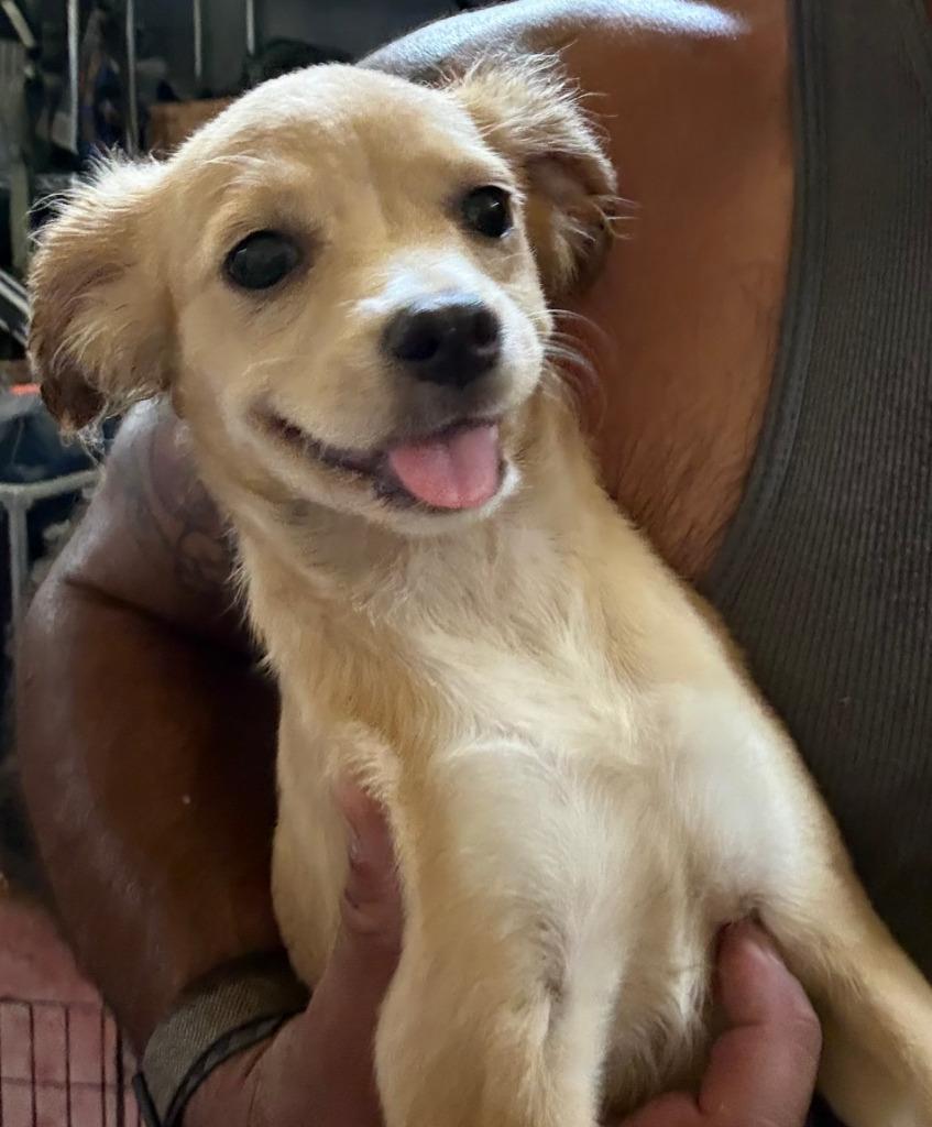 Enlarge Daisy2, a Adoptable mixed breed in Farmersville, TX image 2/2