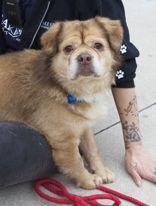 Bubba, adopted, Senior Male Mixed Breed.
