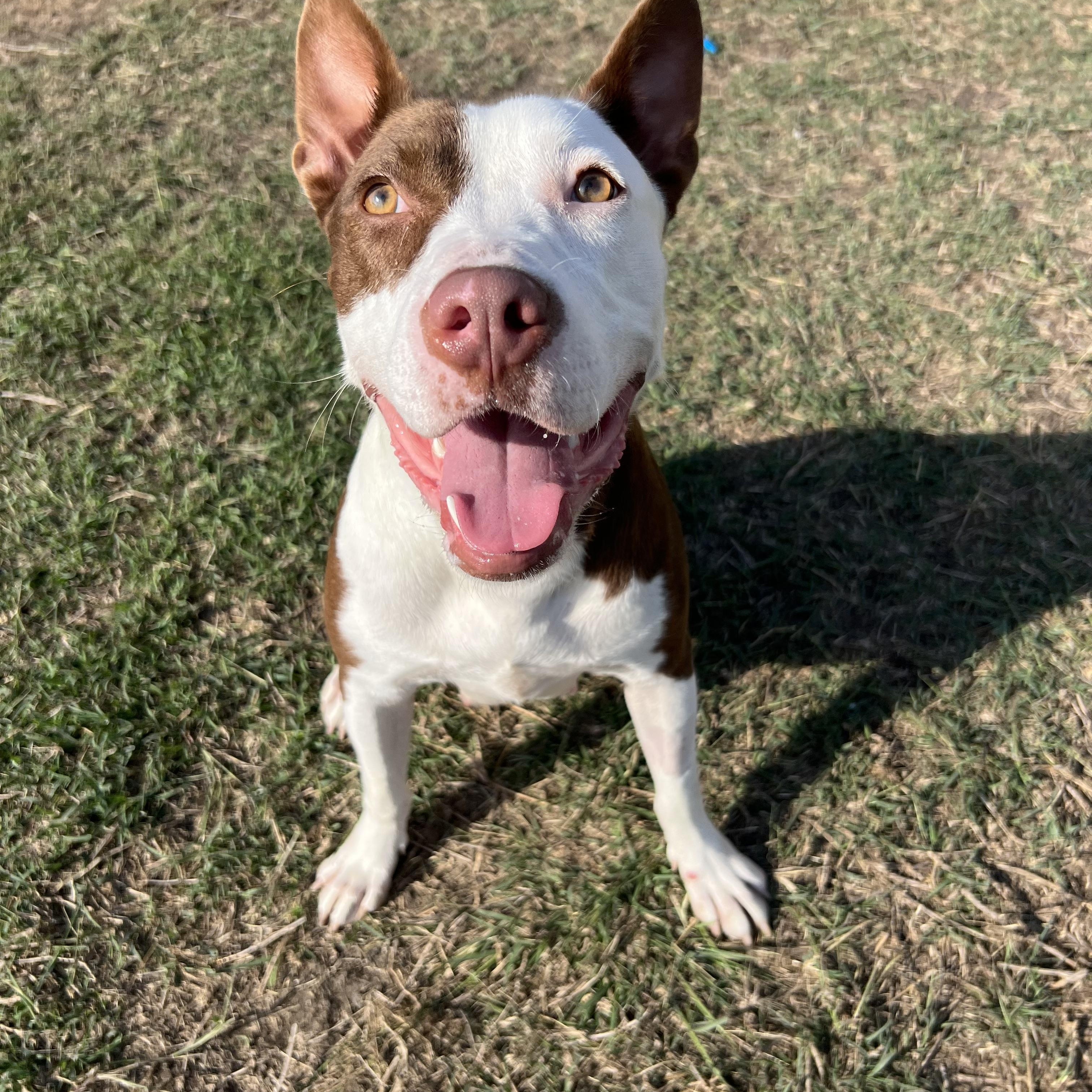 Ursula, Adoptable, Adult Female Staffordshire Bull Terrier.