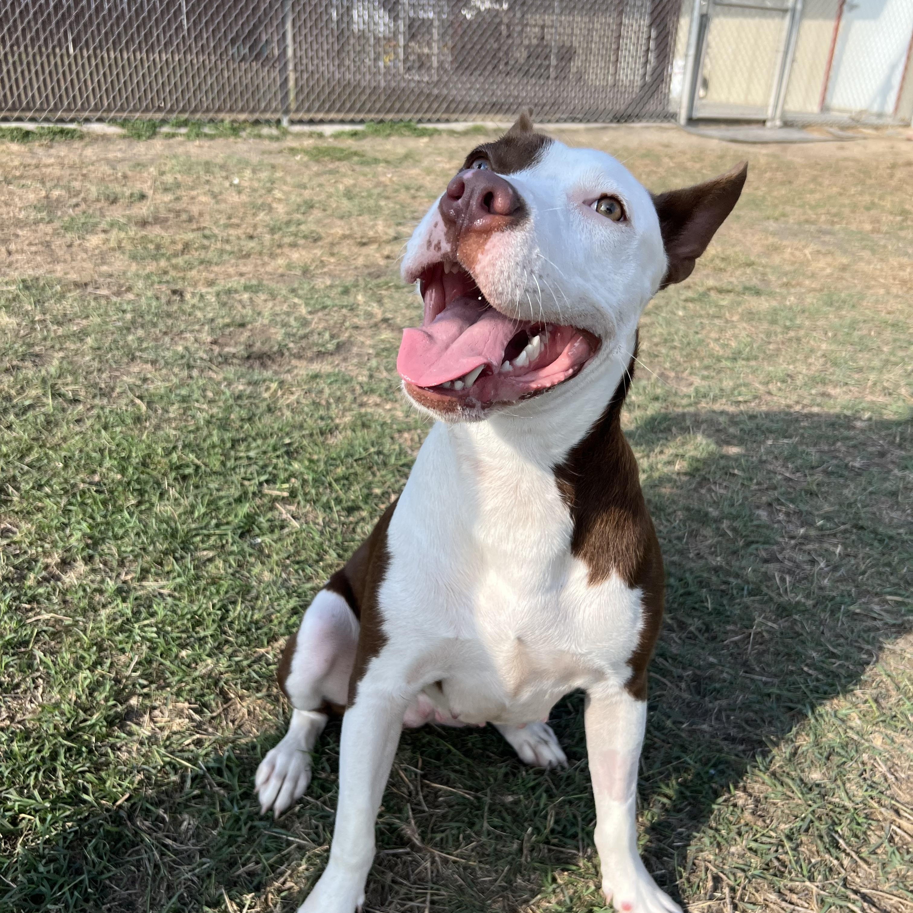 Ursula, a Adoptable Staffordshire Bull Terrier in Port Lavaca, TX image 2/5