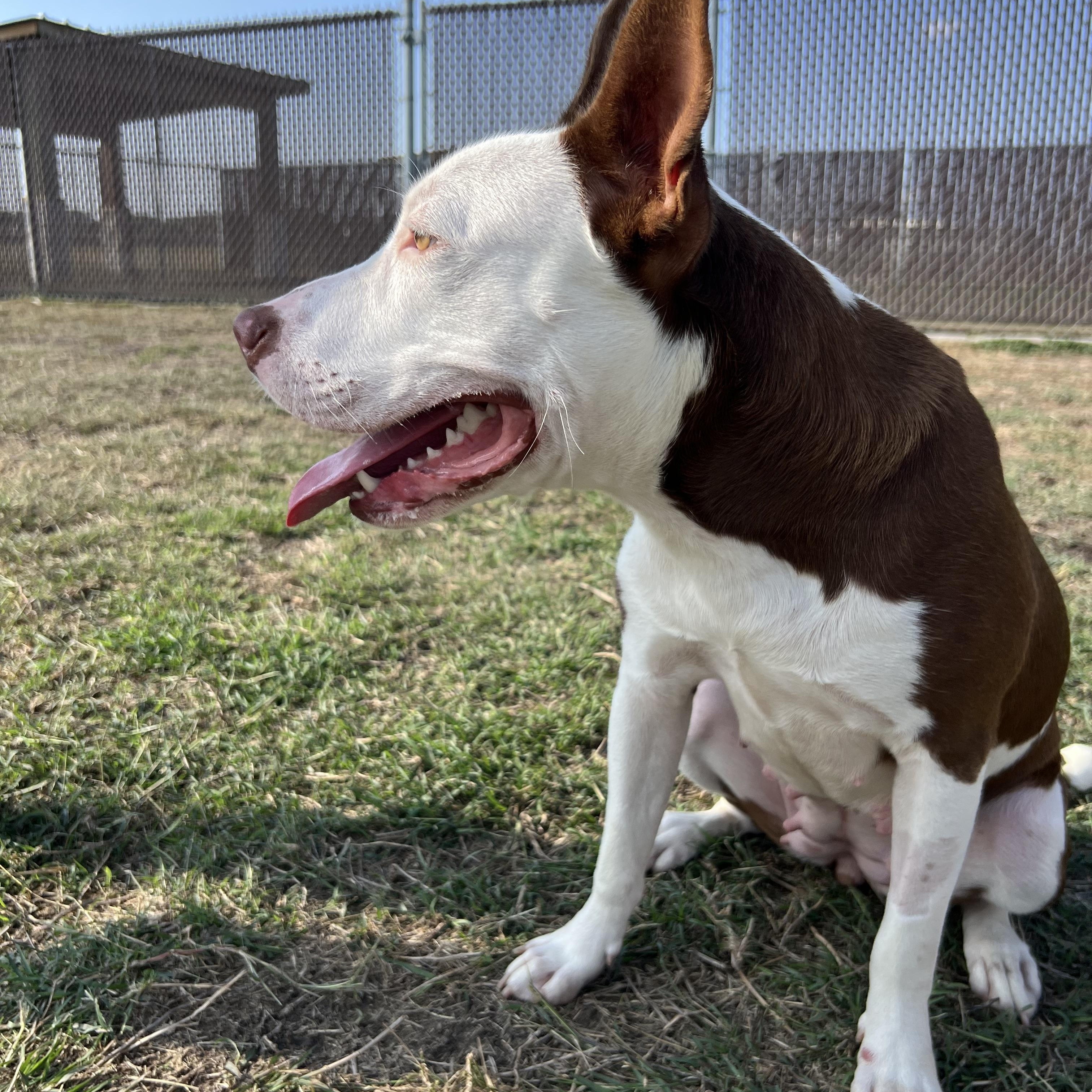Ursula, a Adoptable Staffordshire Bull Terrier in Port Lavaca, TX image 3/5