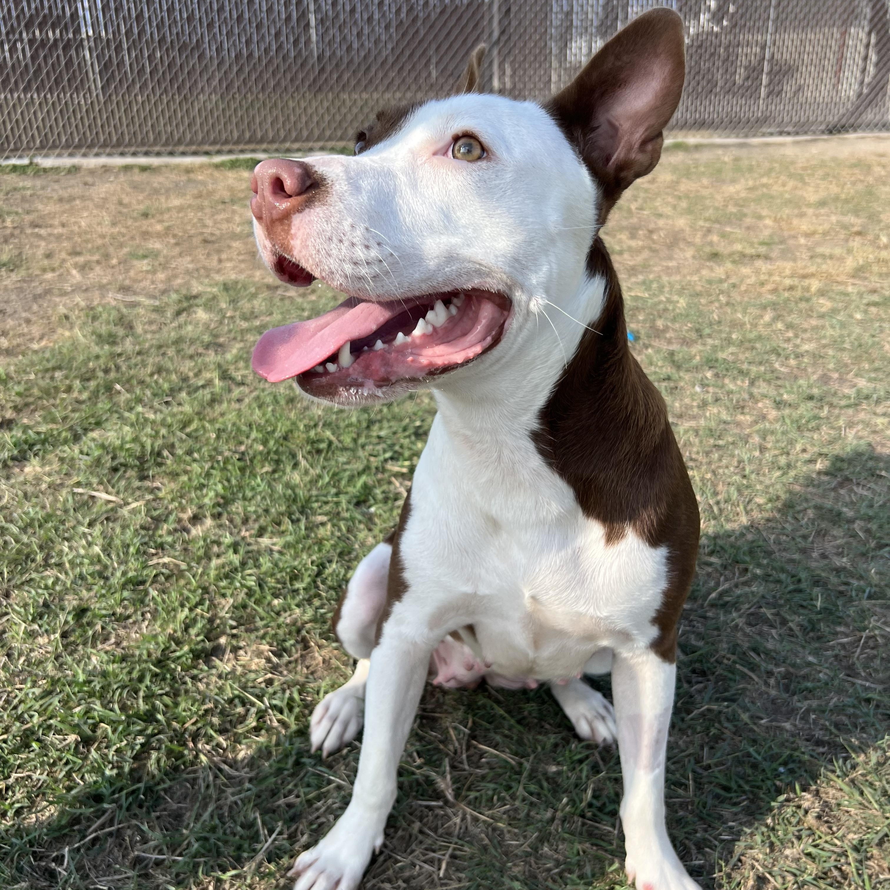 Ursula, a Adoptable Staffordshire Bull Terrier in Port Lavaca, TX image 4/5