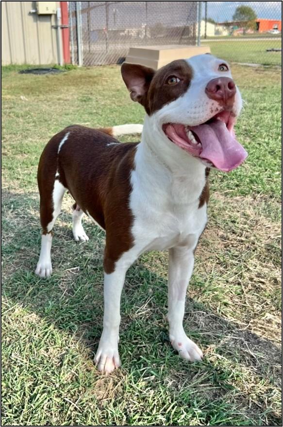 Ursula, a Adoptable Staffordshire Bull Terrier in Port Lavaca, TX image 5/5