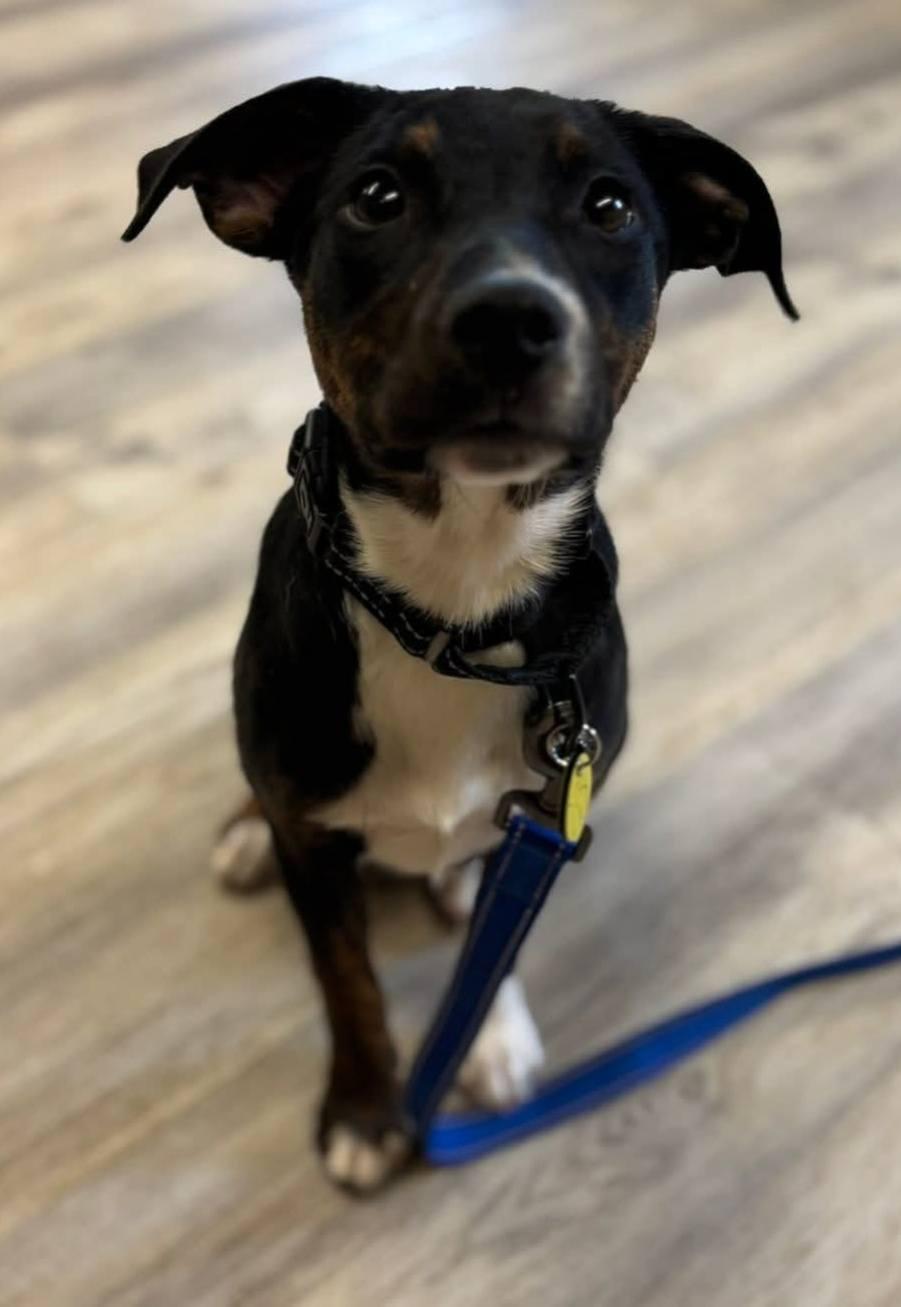 Enlarge Indigo, a ADOPTABLE mixed breed in North Olmsted, OH image 3/3
