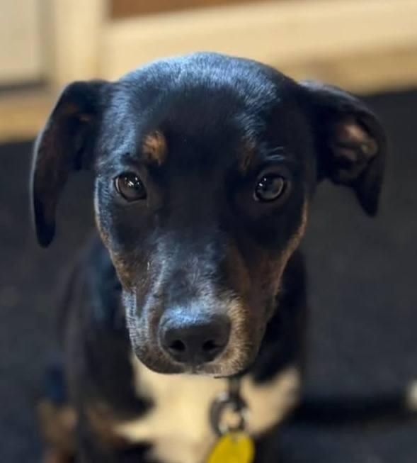 Enlarge Indigo, a ADOPTABLE mixed breed in North Olmsted, OH image 2/3