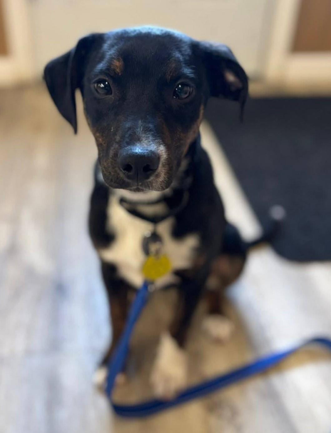 Indigo, ADOPTABLE, Puppy Female Labrador Retriever & Terrier.