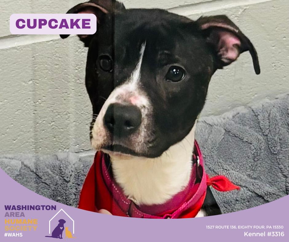 Enlarge Cupcake, a ADOPTABLE mixed breed in Eighty Four, PA image 1/1