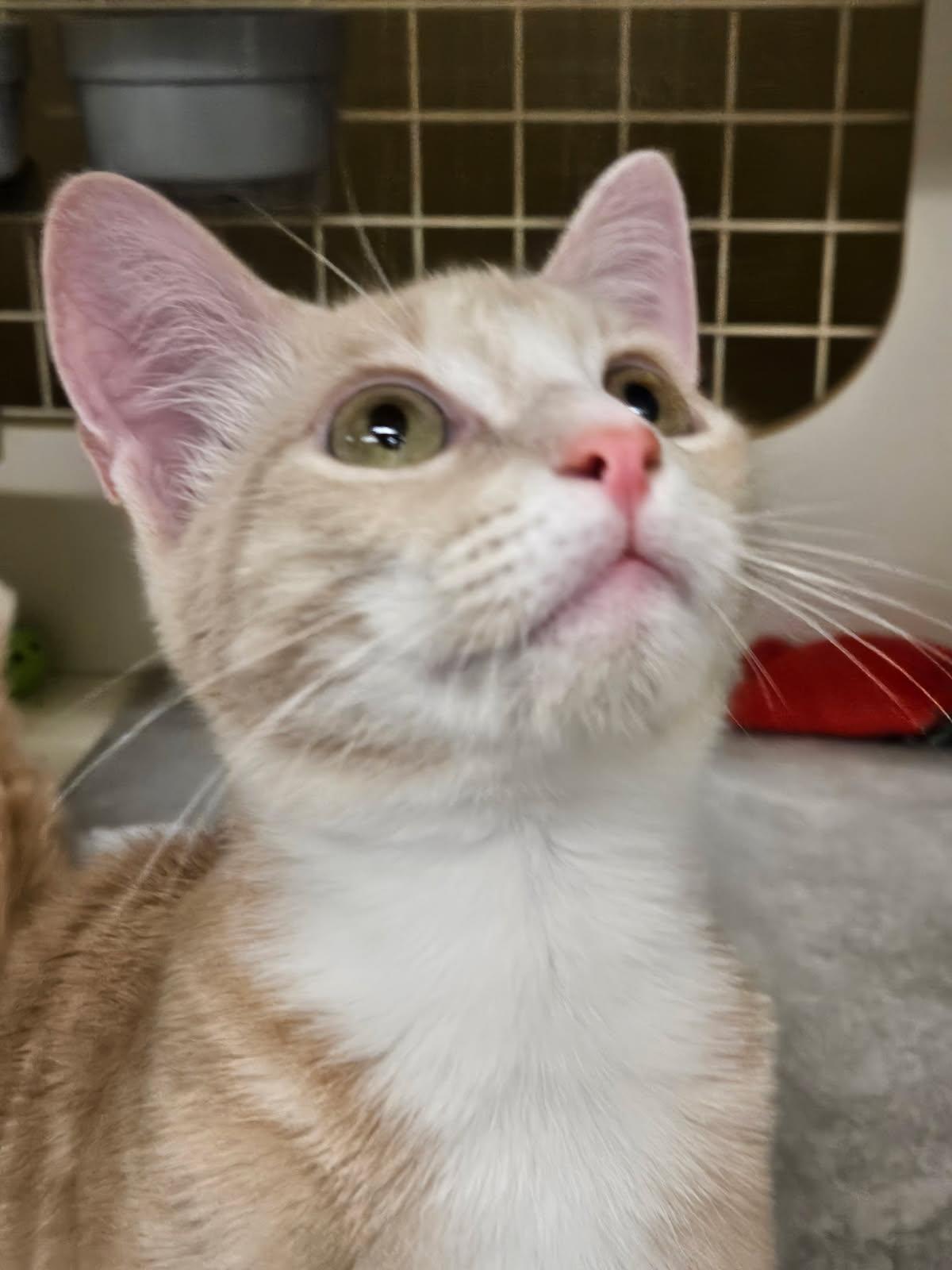 Enlarge Big Orange, a ADOPTABLE Domestic Short Hair in Grand Prairie, TX image 2/4