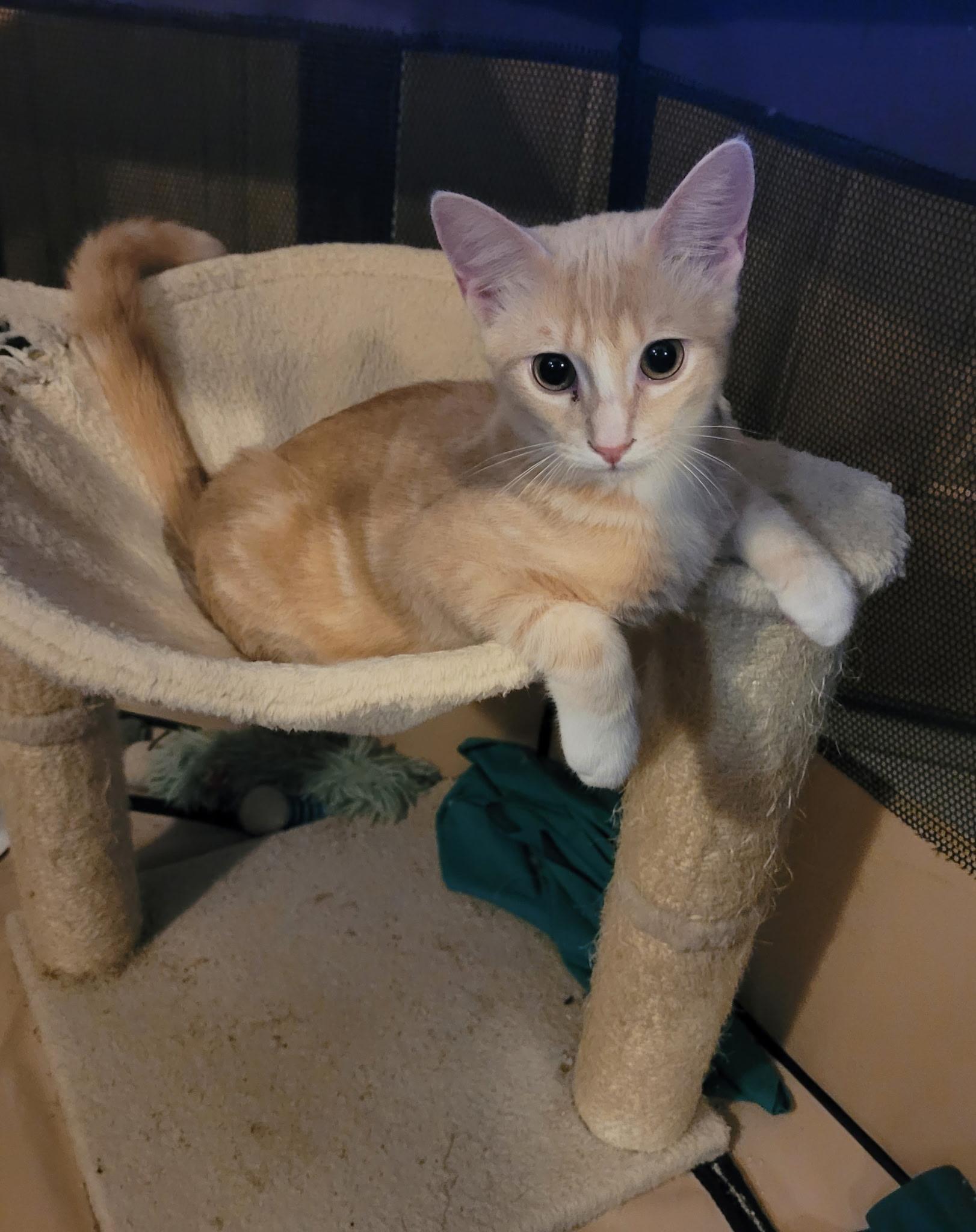 Enlarge Big Orange, a ADOPTABLE Domestic Short Hair in Grand Prairie, TX image 3/4