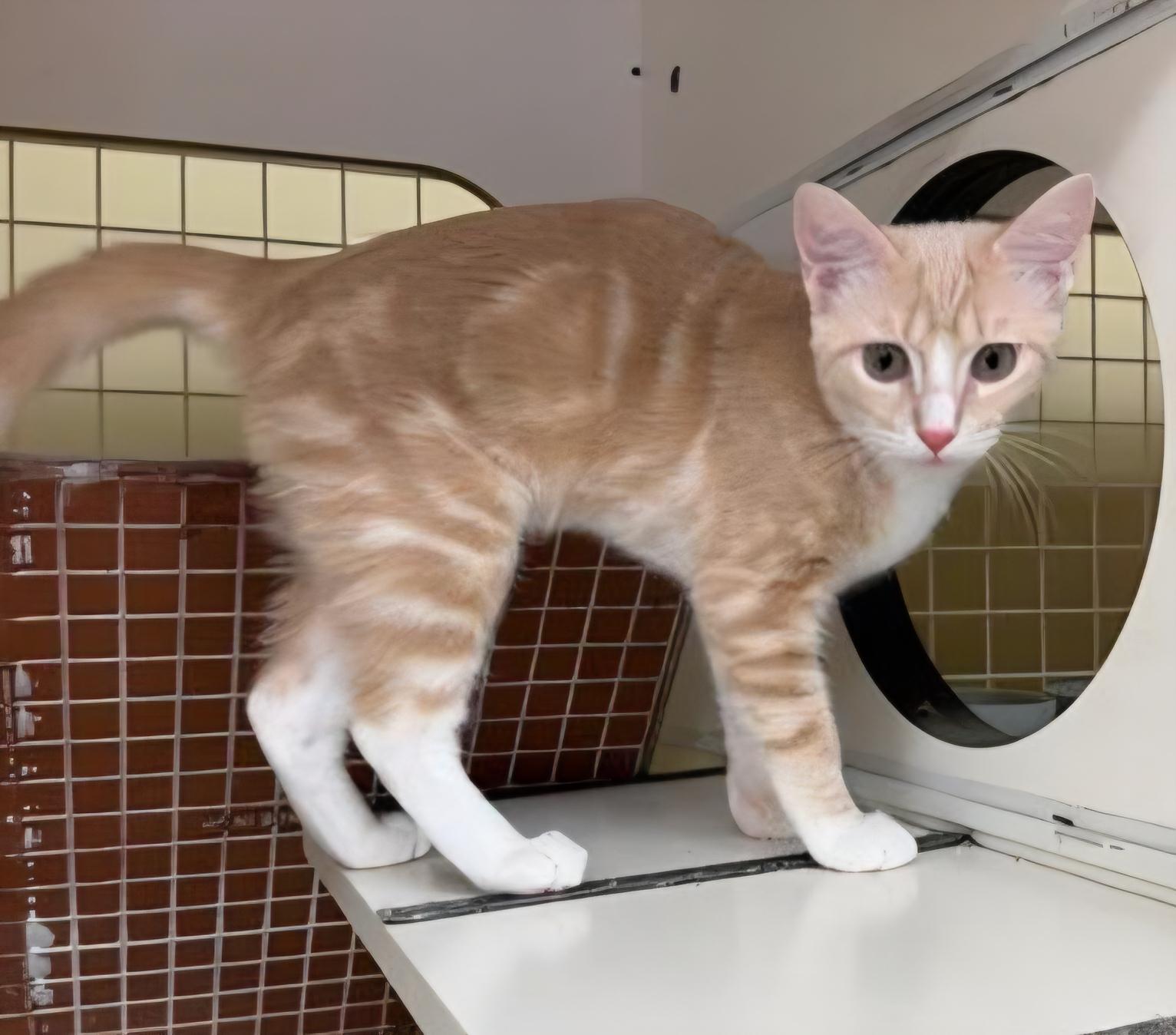 Enlarge Big Orange, a ADOPTABLE Domestic Short Hair in Grand Prairie, TX image 4/4