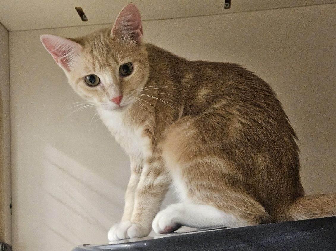 Big Orange, ADOPTABLE, Young Male Domestic Short Hair.