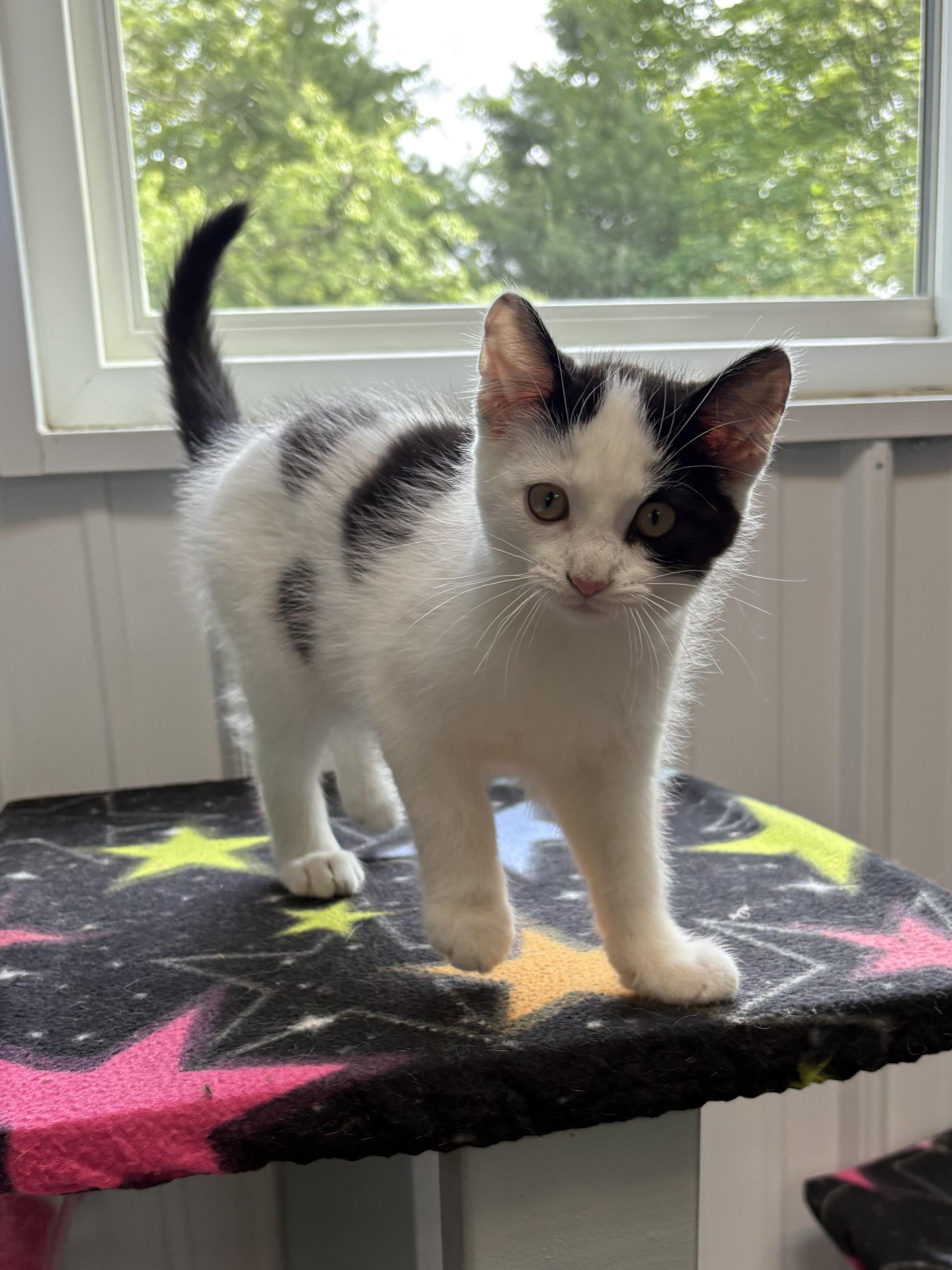 Enlarge Bilbo, a ADOPTABLE Domestic Medium Hair in Big Rapids, MI image 1/3