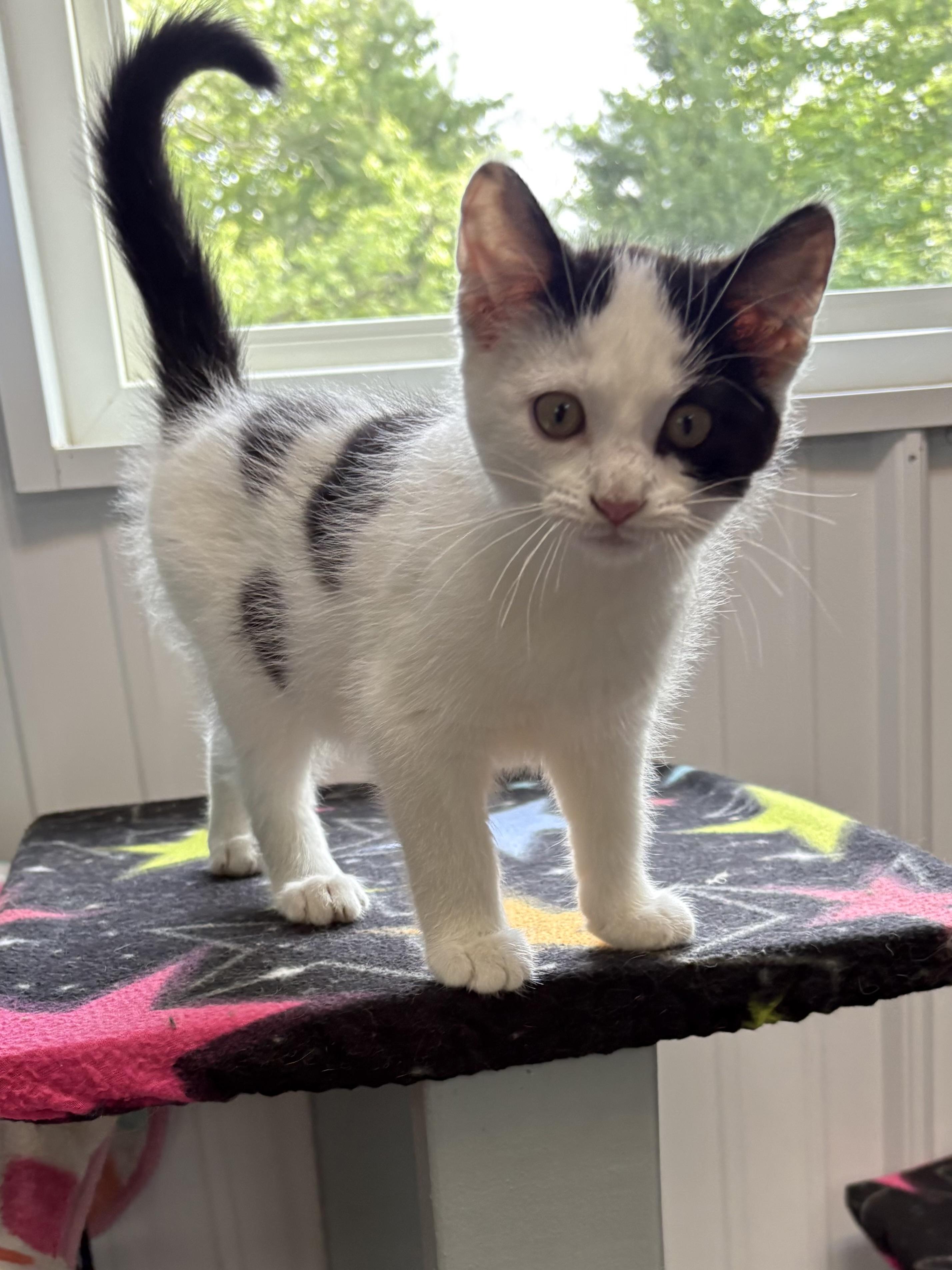 Enlarge Bilbo, a ADOPTABLE Domestic Medium Hair in Big Rapids, MI image 3/3