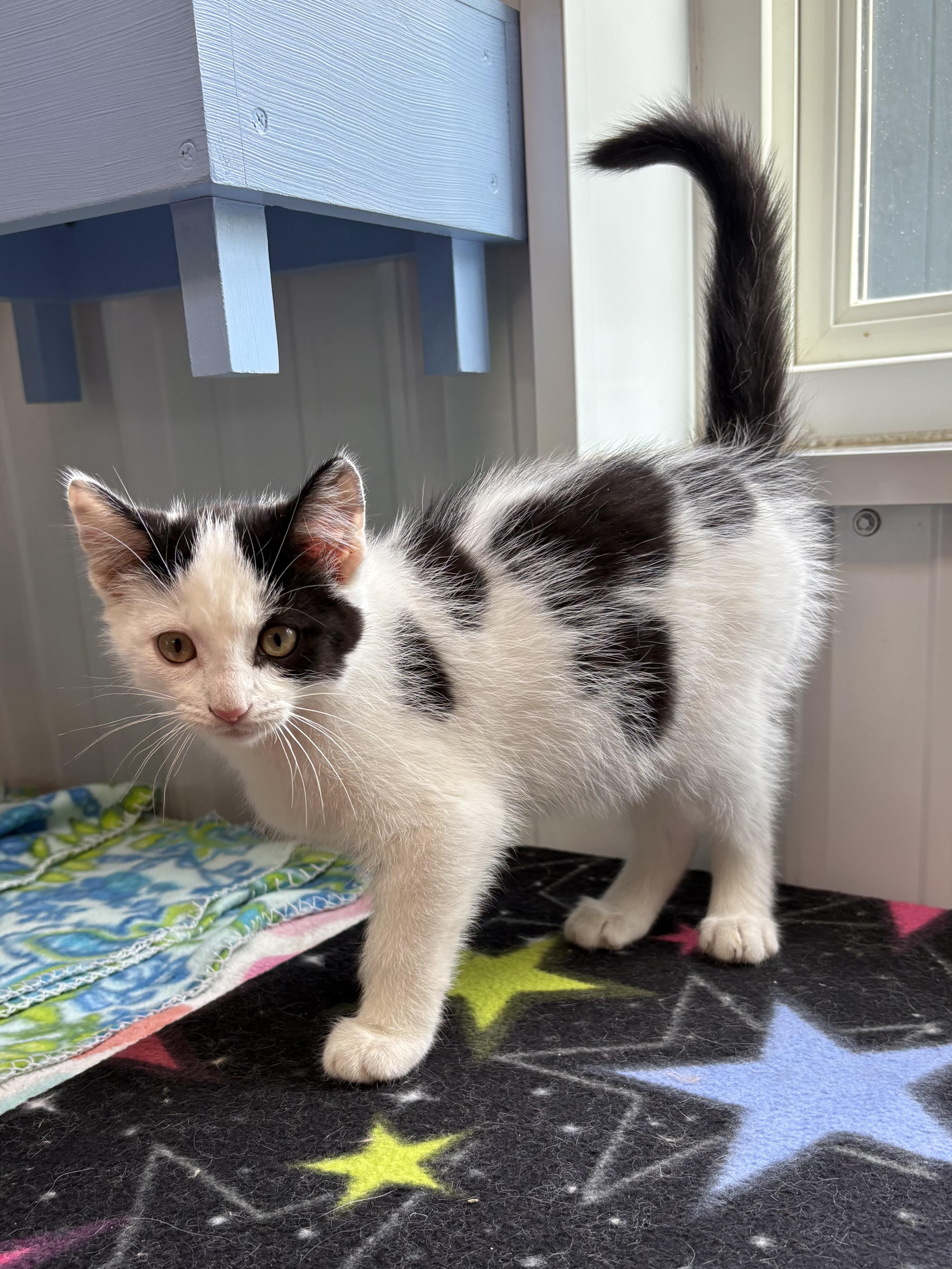 Enlarge Bilbo, a ADOPTABLE Domestic Medium Hair in Big Rapids, MI image 2/3