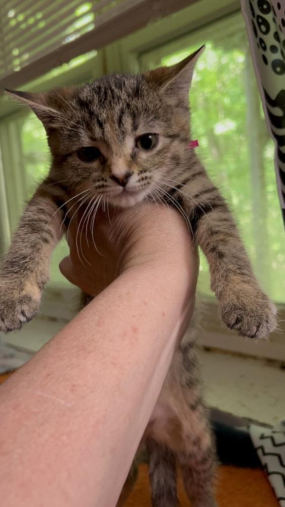 Enlarge Shrimp Cocktail G. (pink collar), a Adoptable Domestic Short Hair in Peoria, IL image 1/1