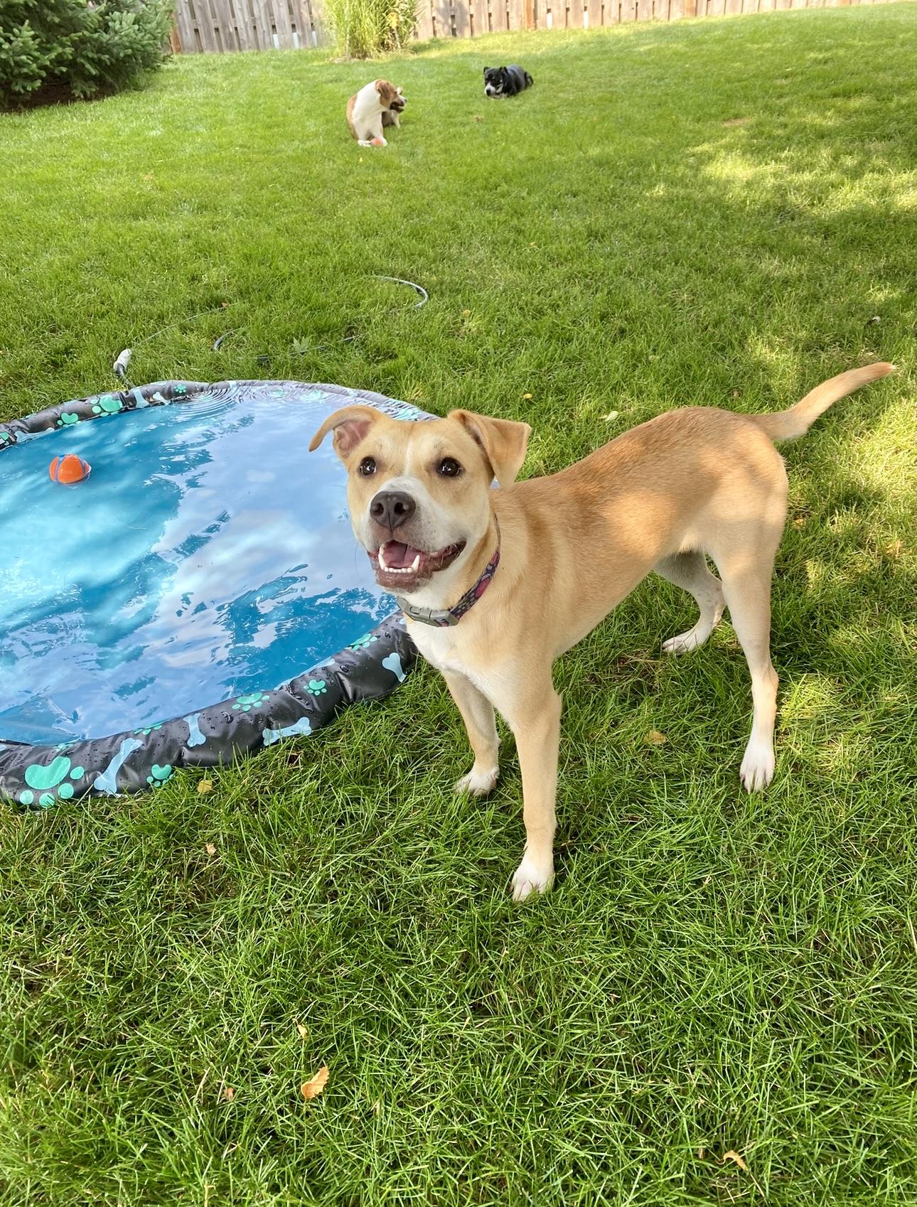 Lily, Adoptable, Adult Female Pit Bull Terrier.