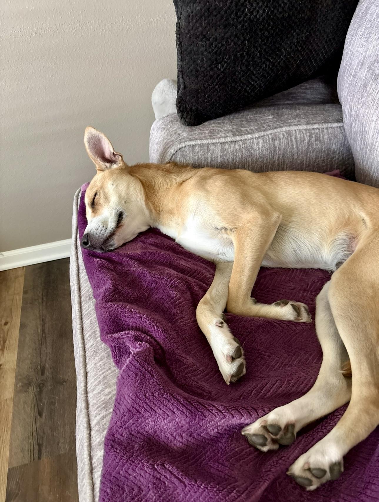 Lily, a Adoptable mixed breed in Omaha , NE image 2/6