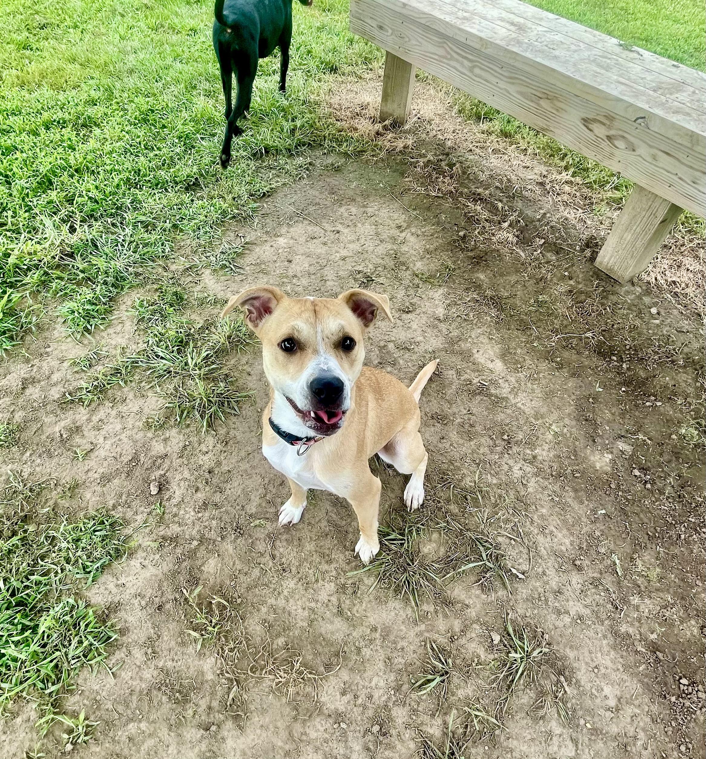 Lily, a Adoptable mixed breed in Omaha , NE image 3/6
