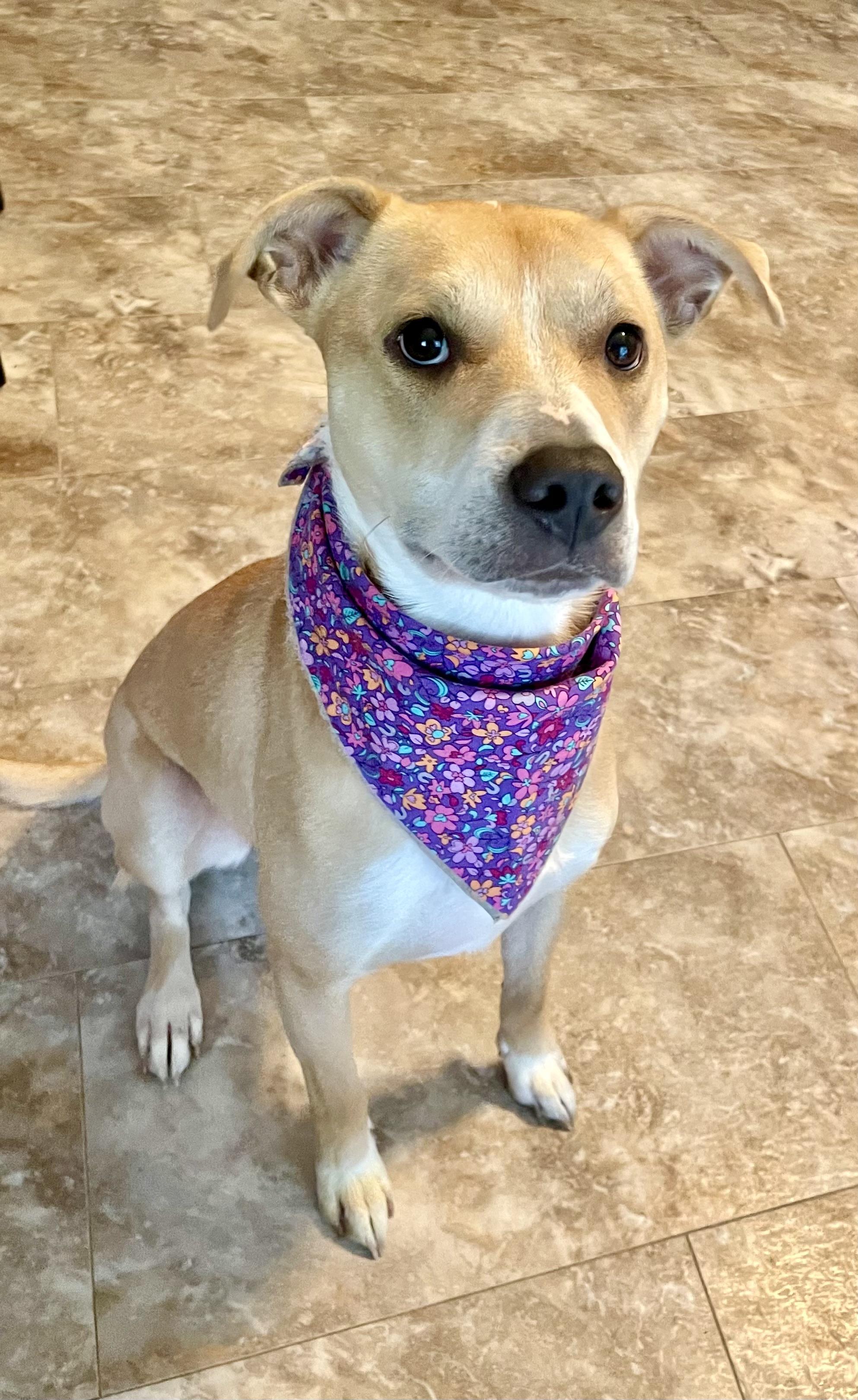 Lily, a Adoptable mixed breed in Omaha , NE image 4/6