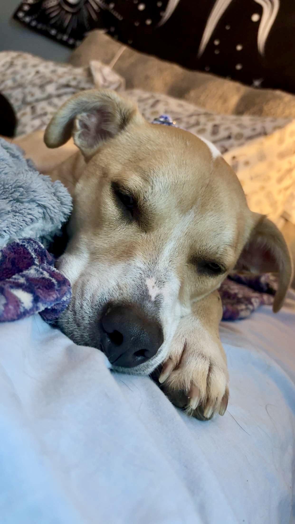 Lily, a Adoptable mixed breed in Omaha , NE image 5/6