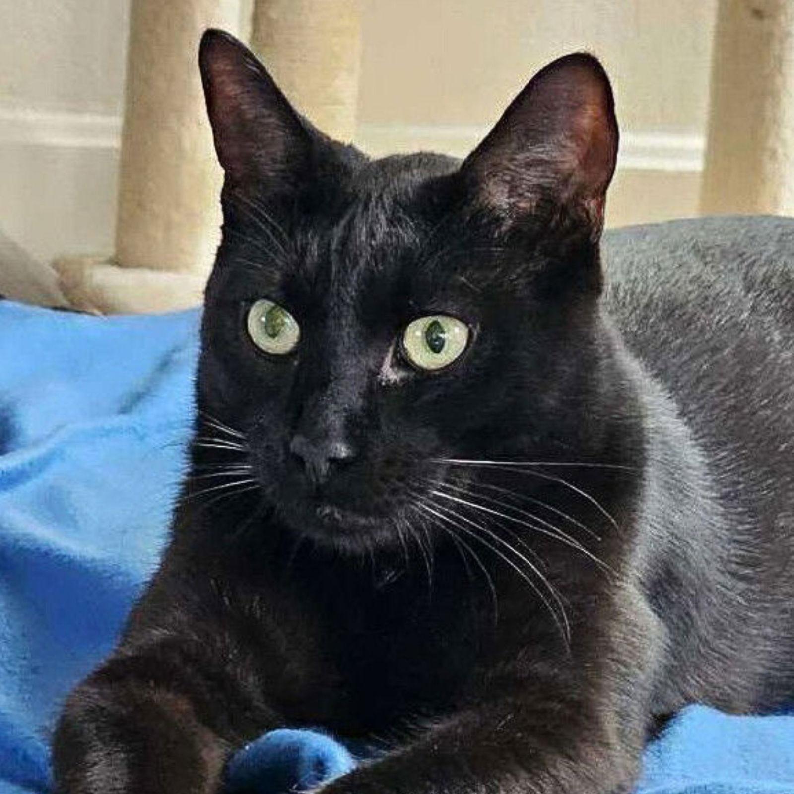Benny 'The Jet', Adoptable, Young Male Domestic Short Hair.