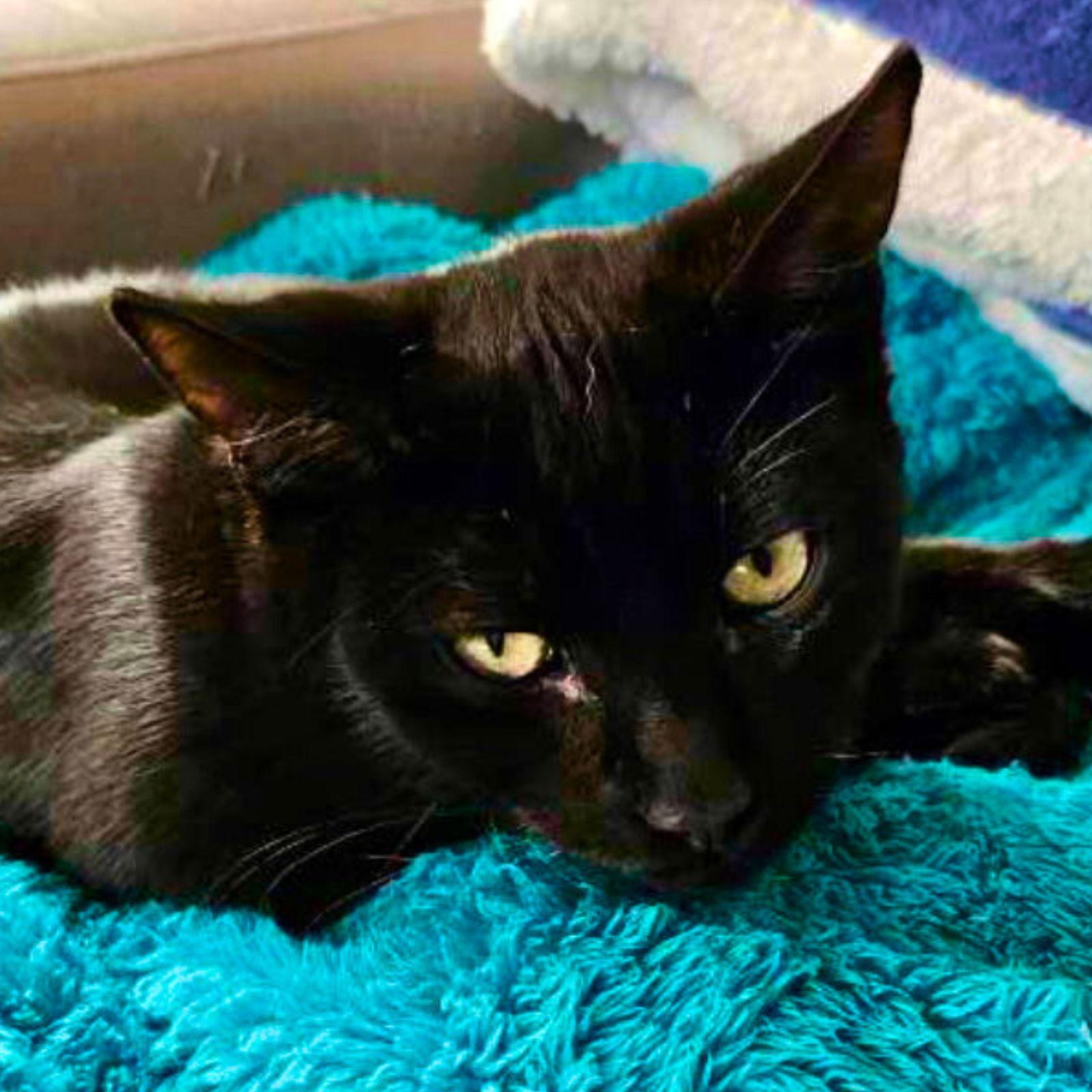 Benny 'The Jet', Adoptable, Young Male Domestic Short Hair.