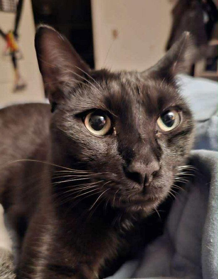 Benny 'The Jet', a Adoptable Domestic Short Hair in Laramie, WY image 3/3