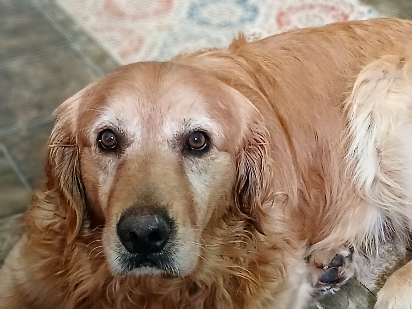 Buff, a Adoptable Golden Retriever in Waterville, OH image 4/4
