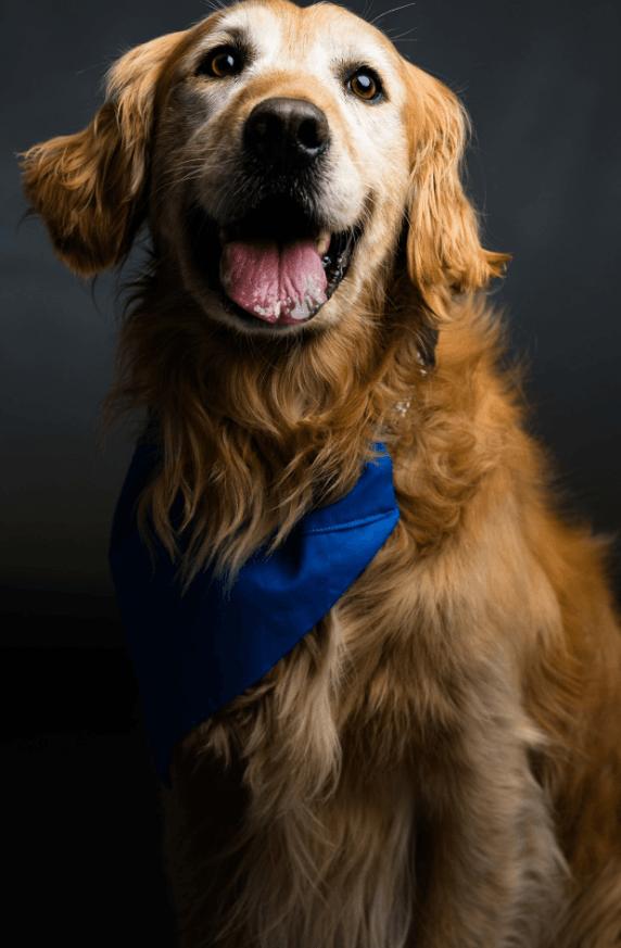 Buff, Adoptable, Adult Male Golden Retriever.