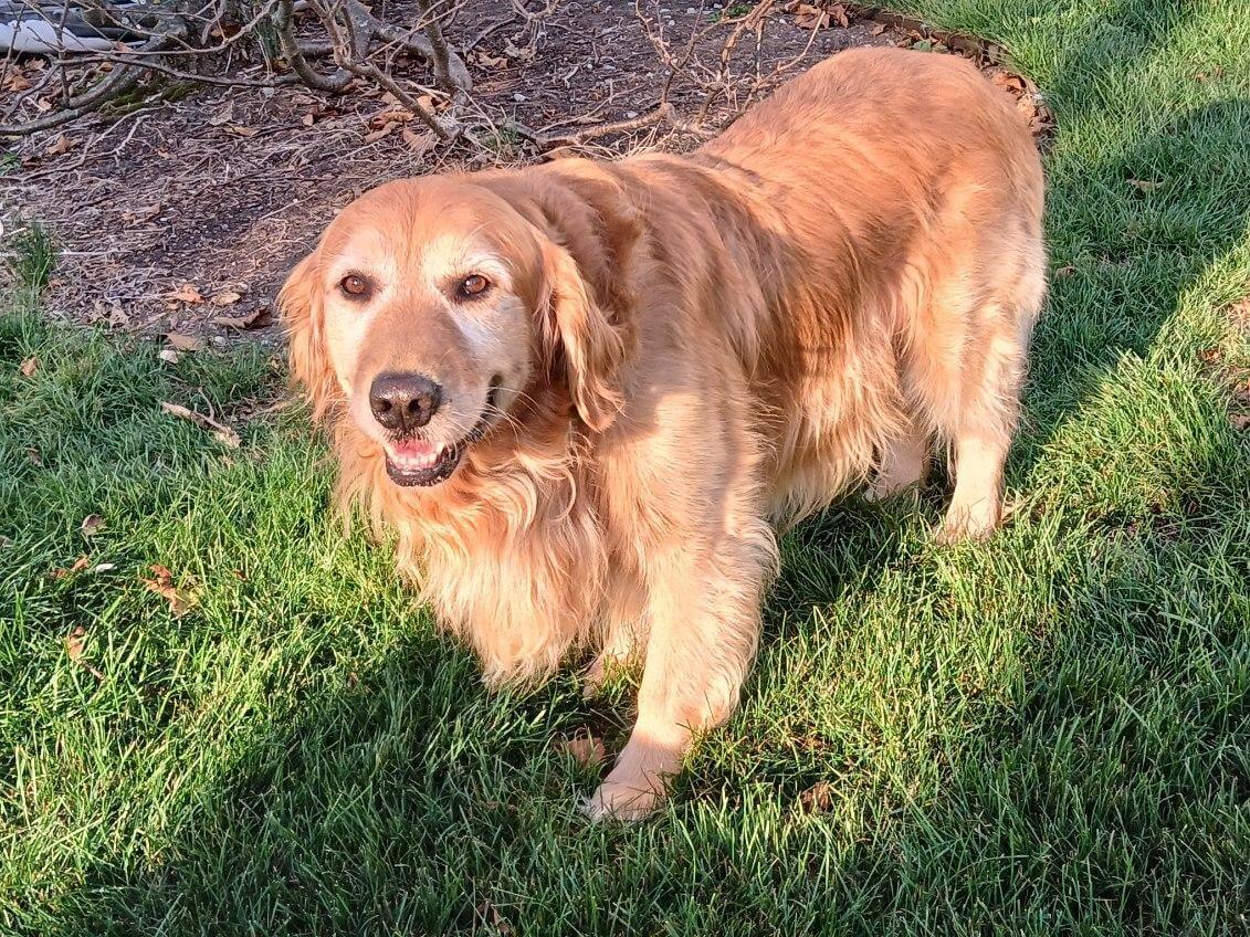 Buff, Adoptable, Adult Male Golden Retriever.