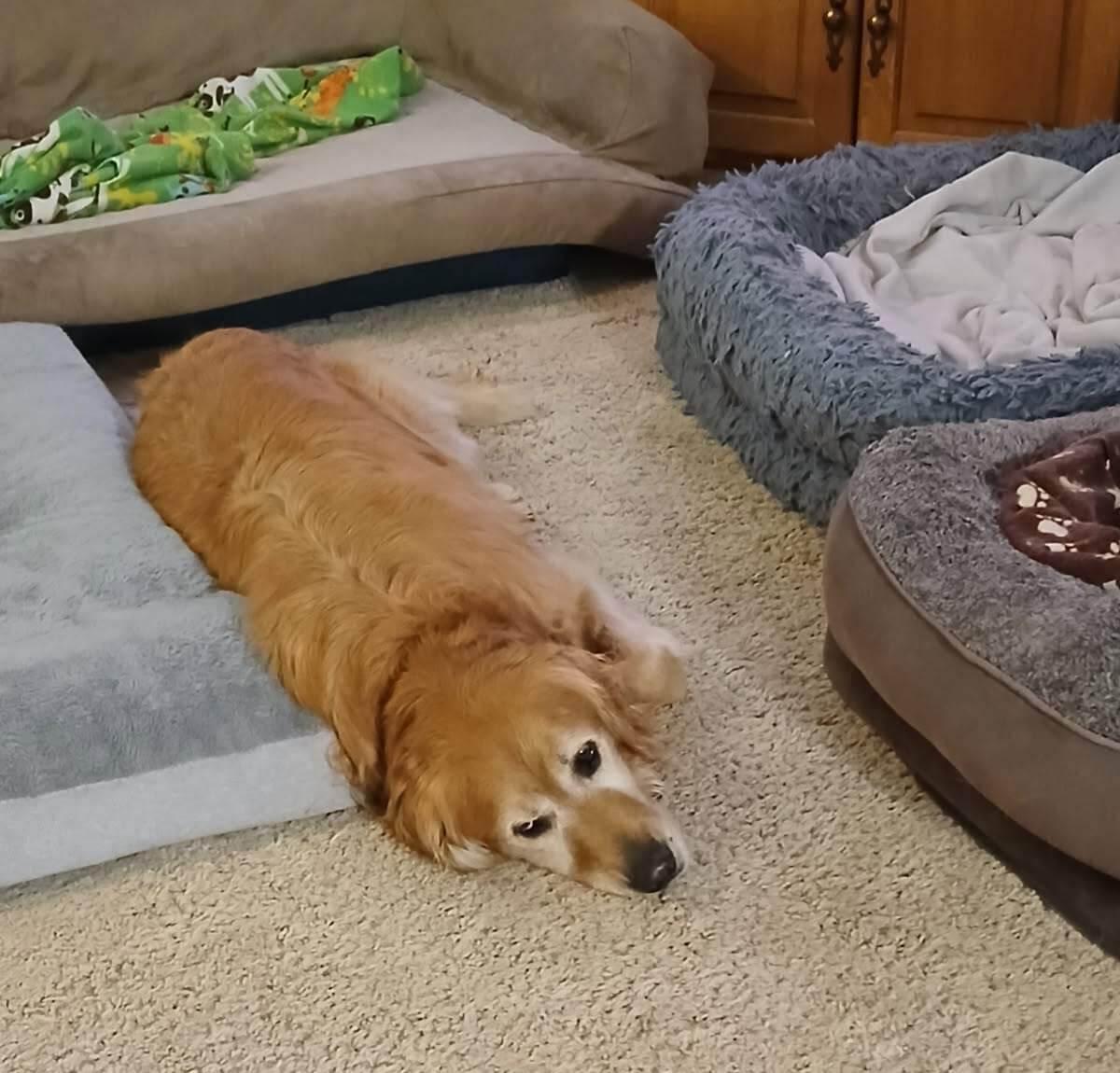 Enlarge Buff, a Adoptable Golden Retriever in Waterville, OH image 6/6