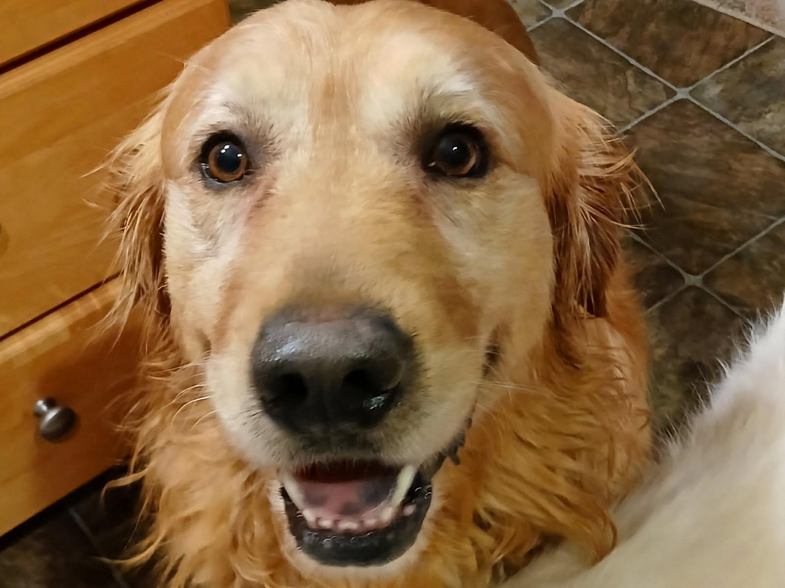 Buff, a Adoptable Golden Retriever in Waterville, OH image 3/4