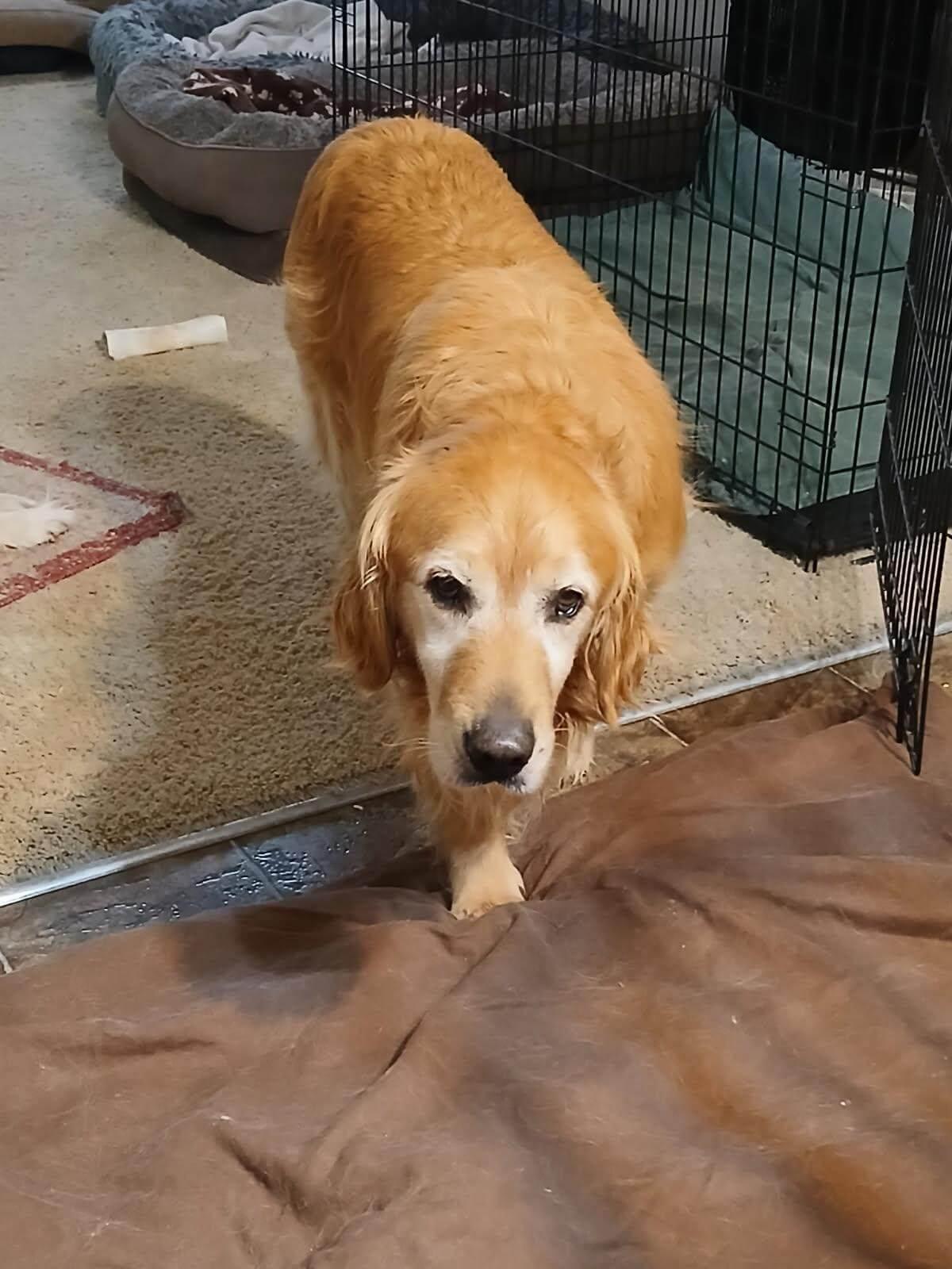 Enlarge Buff, a Adoptable Golden Retriever in Waterville, OH image 1/6