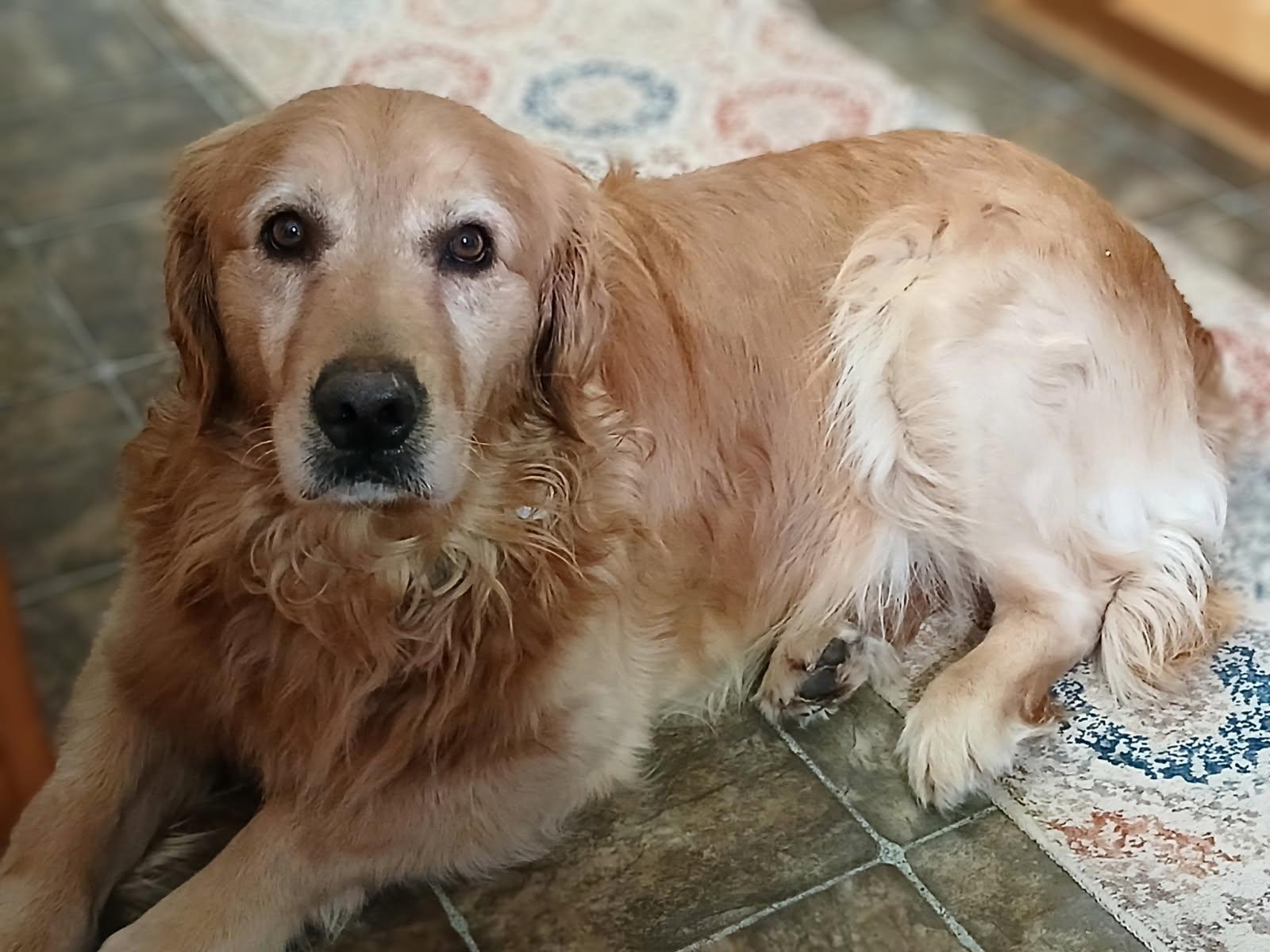 Buff, a Adoptable Golden Retriever in Waterville, OH image 2/4