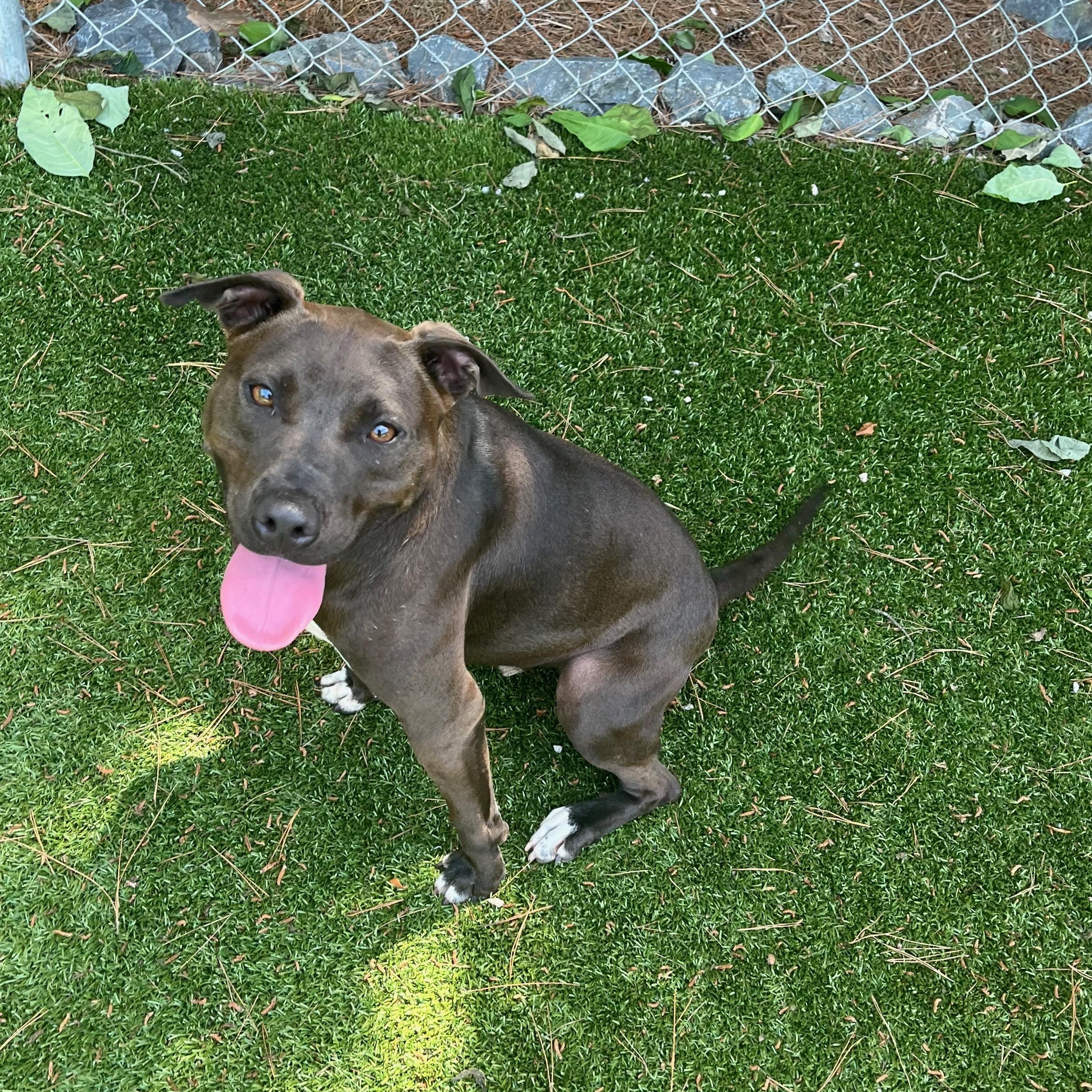 Skeeter, a Adoptable Pit Bull Terrier in Salisbury, NC image 3/6