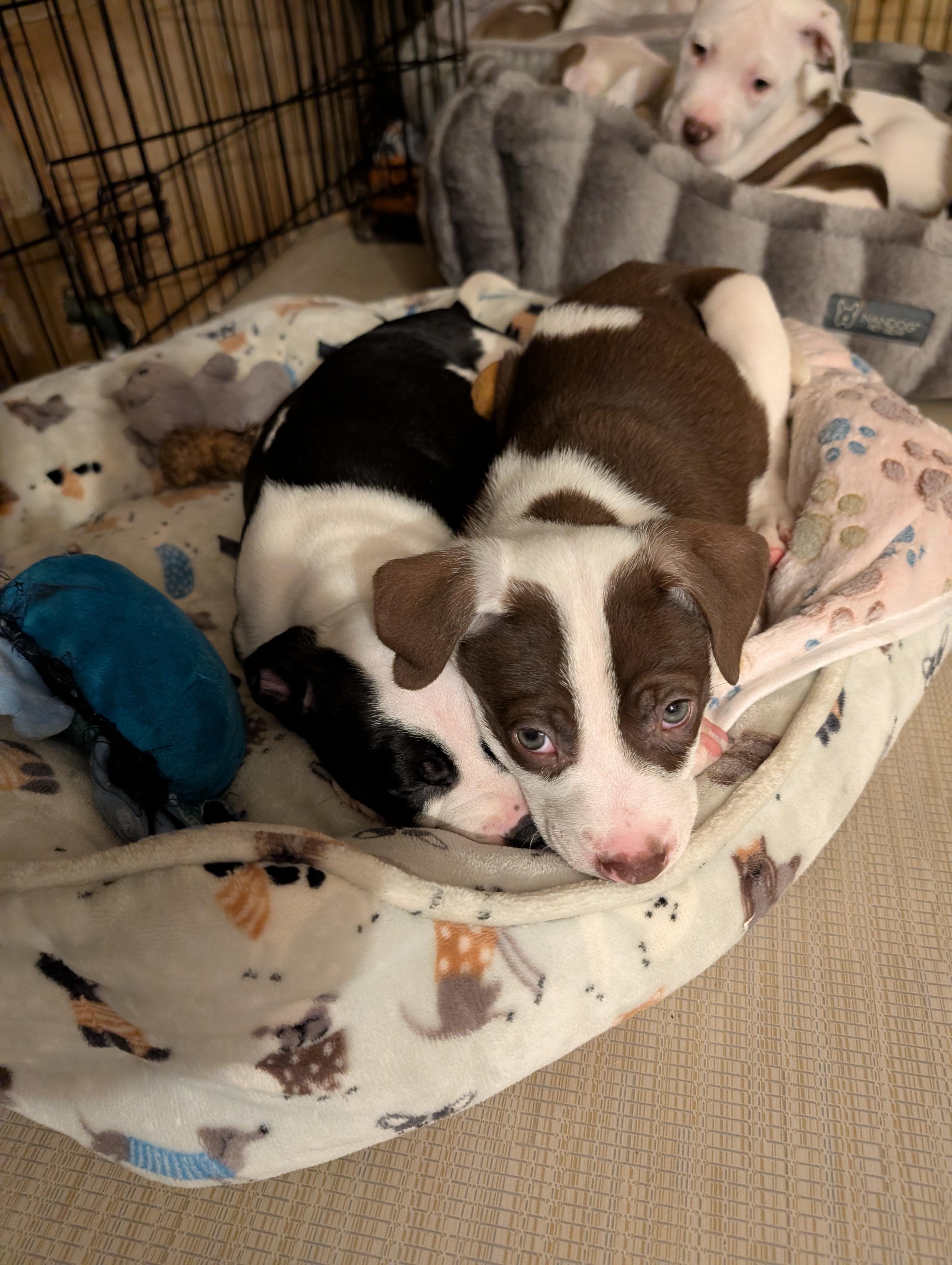 Enlarge JOEY, an adopted mixed breed in Browns Mills, NJ image 4/5