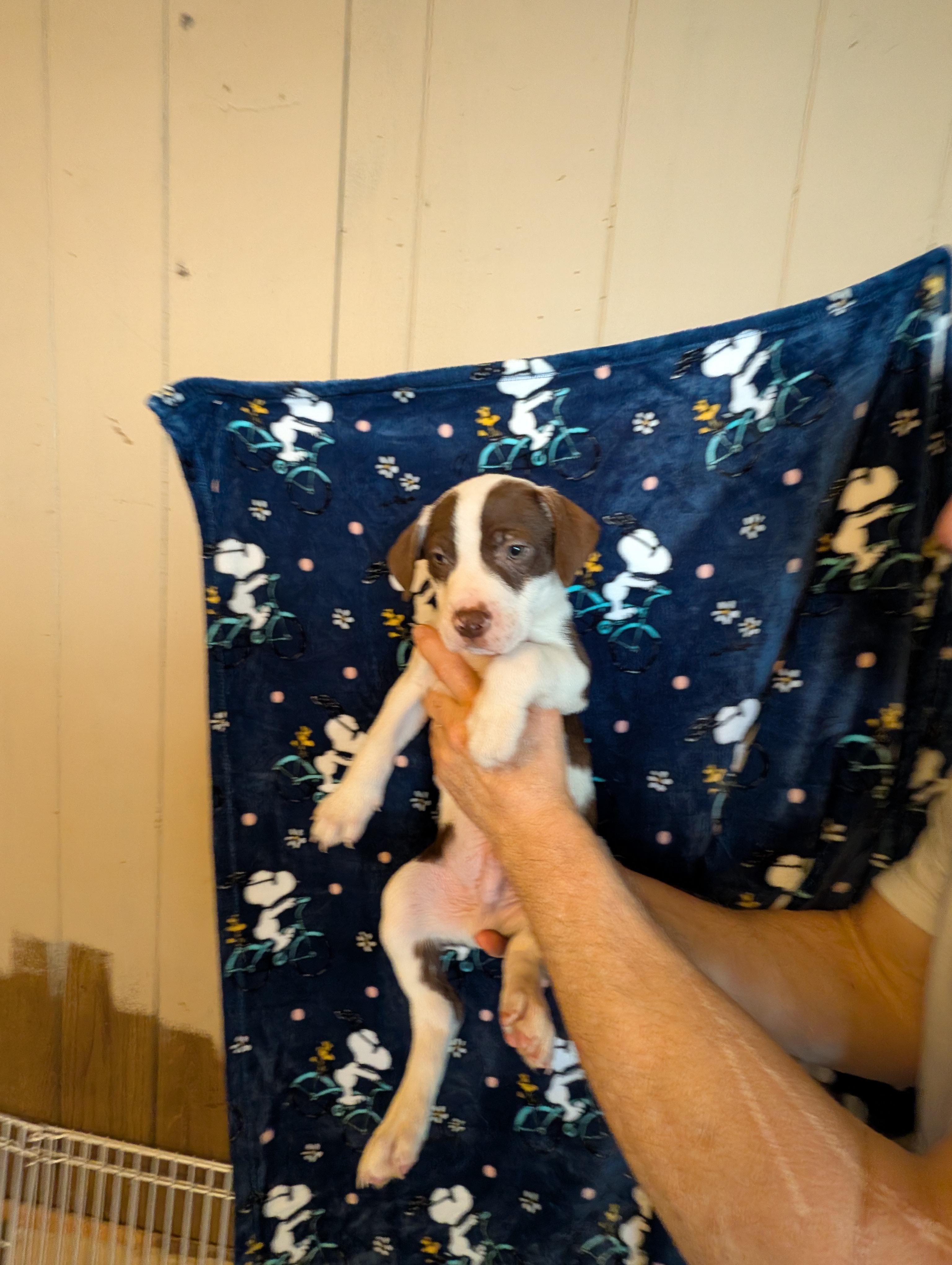 Enlarge JOEY, an adopted mixed breed in Browns Mills, NJ image 3/5