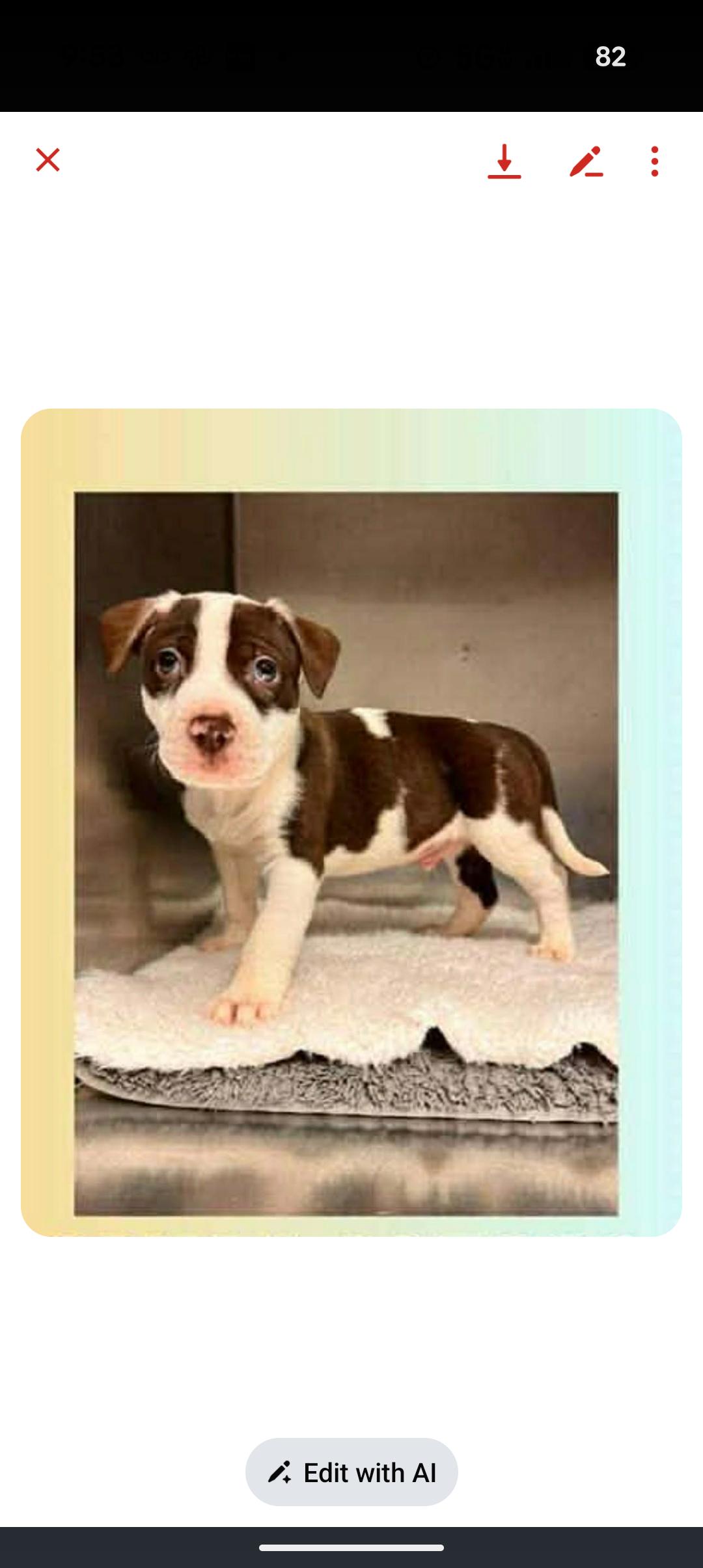 Enlarge JOEY, an adopted mixed breed in Browns Mills, NJ image 5/5