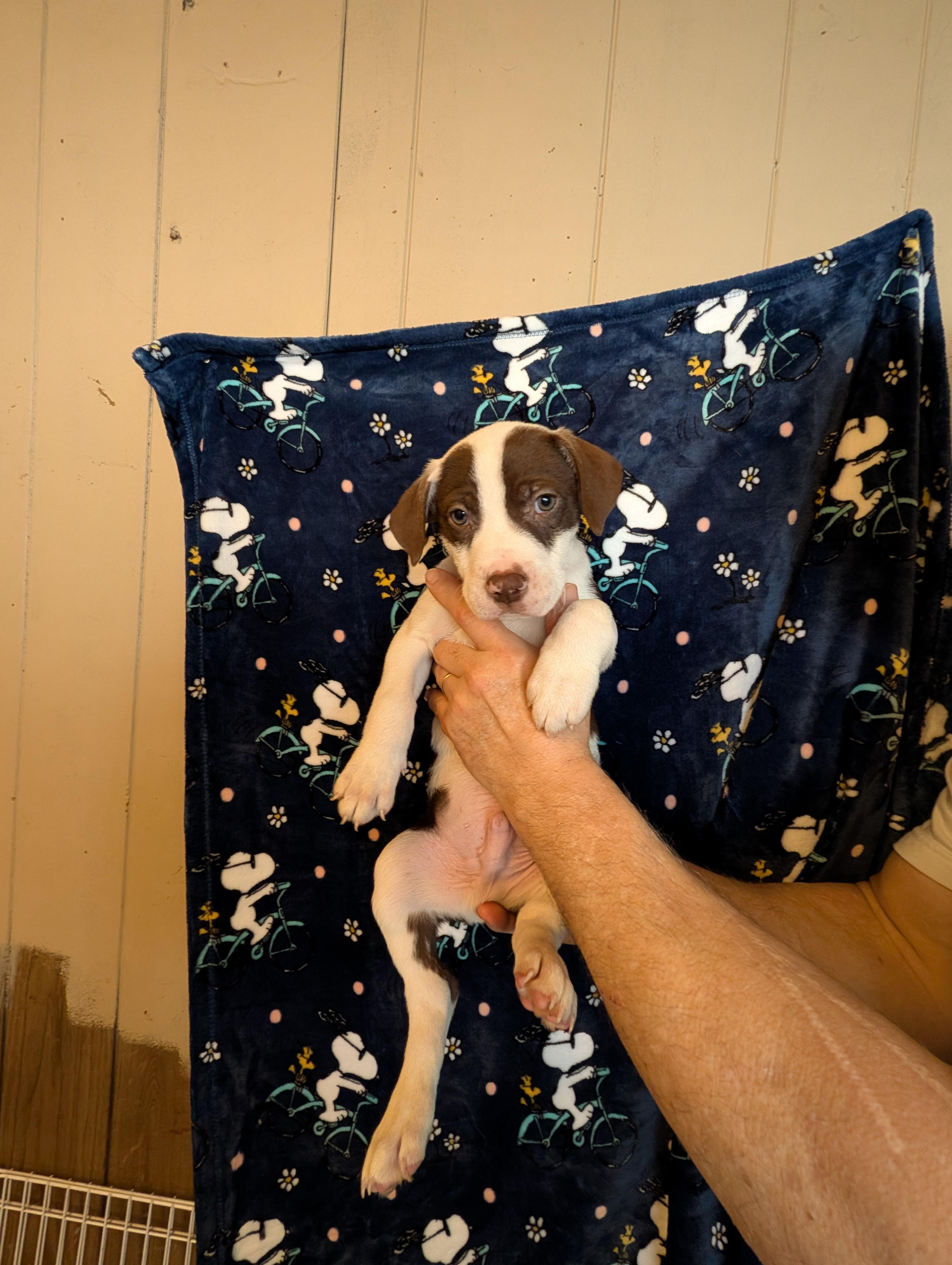 Enlarge JOEY, an adopted mixed breed in Browns Mills, NJ image 1/5