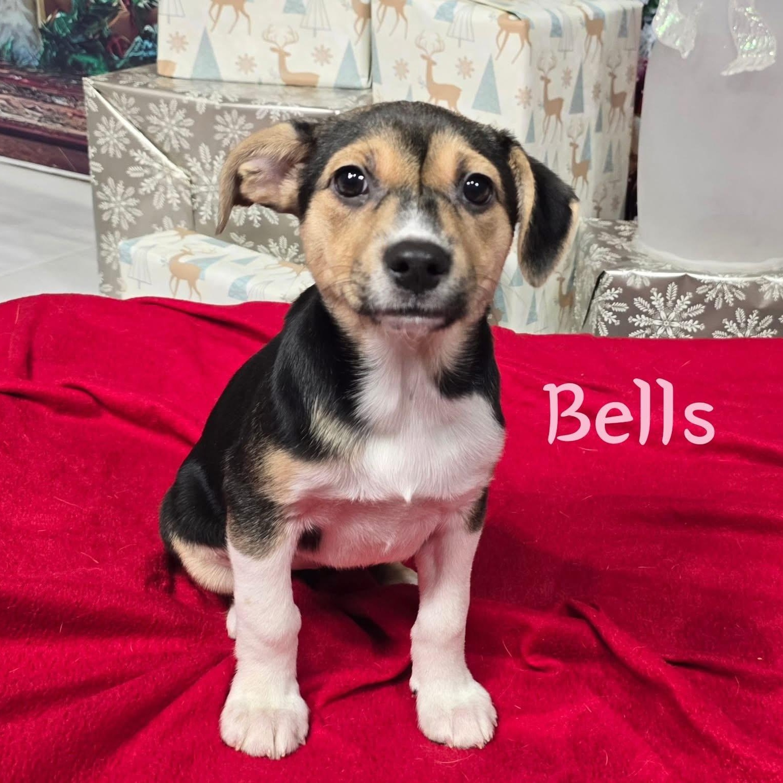 Bells, ADOPTABLE, Puppy Female Mixed Breed.