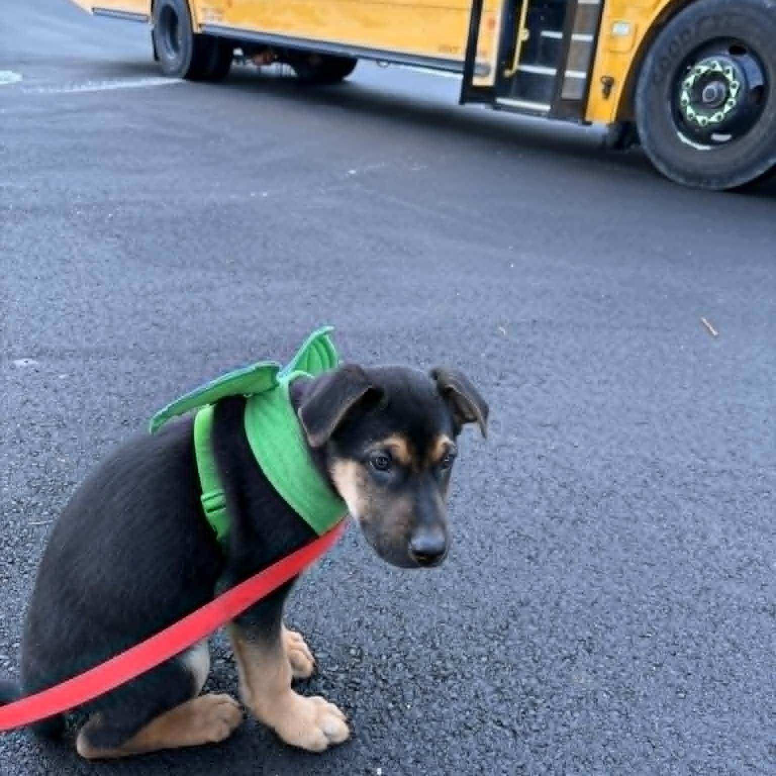 Wiggle McSnuggles, a ADOPTABLE mixed breed in Danbury, CT image 3/6