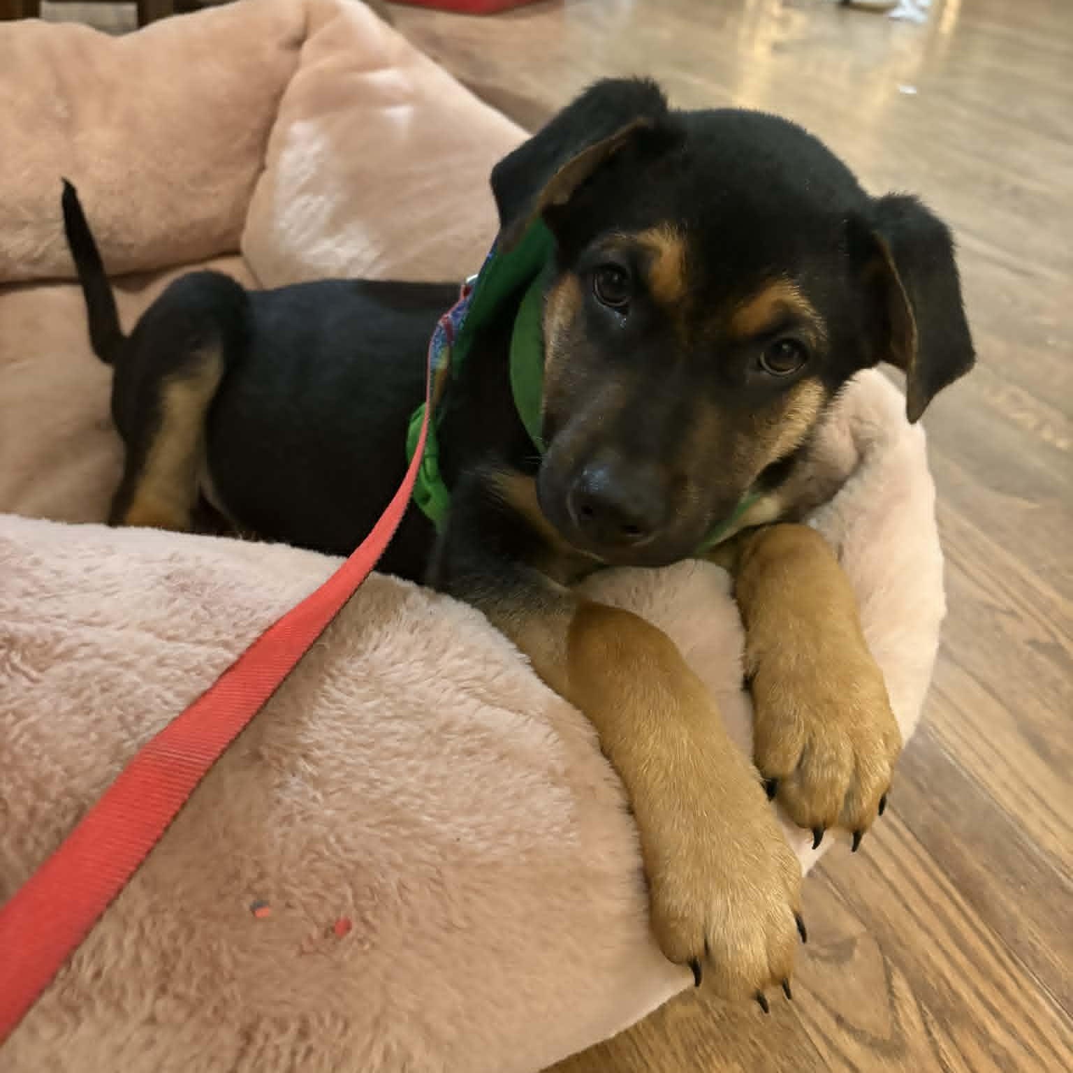 Wiggle McSnuggles, a ADOPTABLE mixed breed in Danbury, CT image 2/6