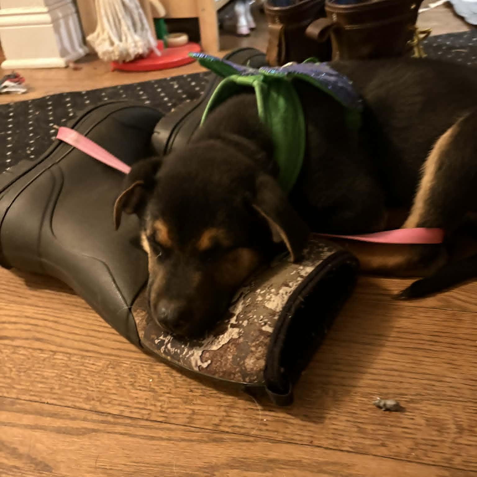 Wiggle McSnuggles, a ADOPTABLE mixed breed in Danbury, CT image 5/6