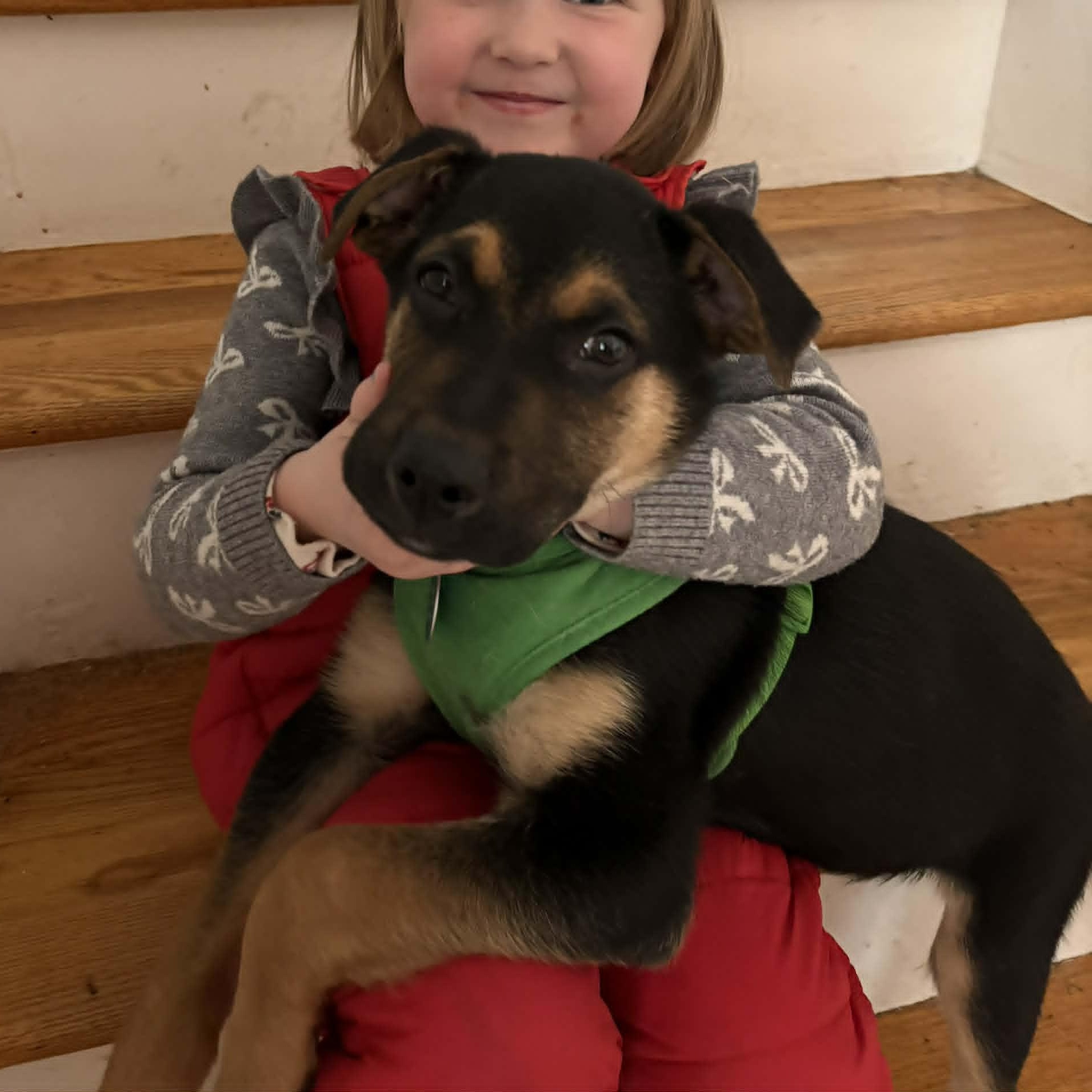 Wiggle McSnuggles, a ADOPTABLE mixed breed in Danbury, CT image 6/6