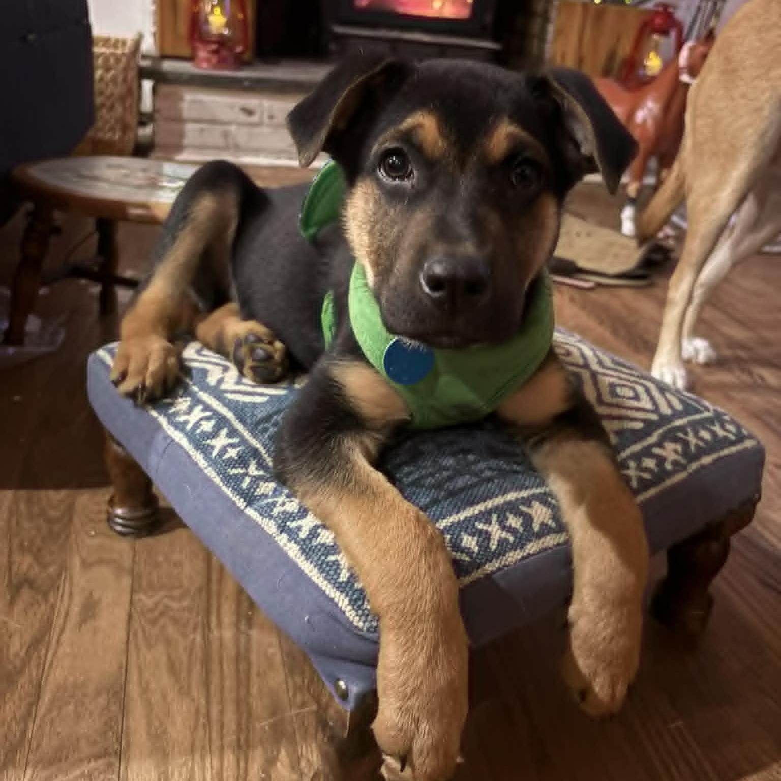 Wiggle McSnuggles, a ADOPTABLE mixed breed in Danbury, CT image 1/6