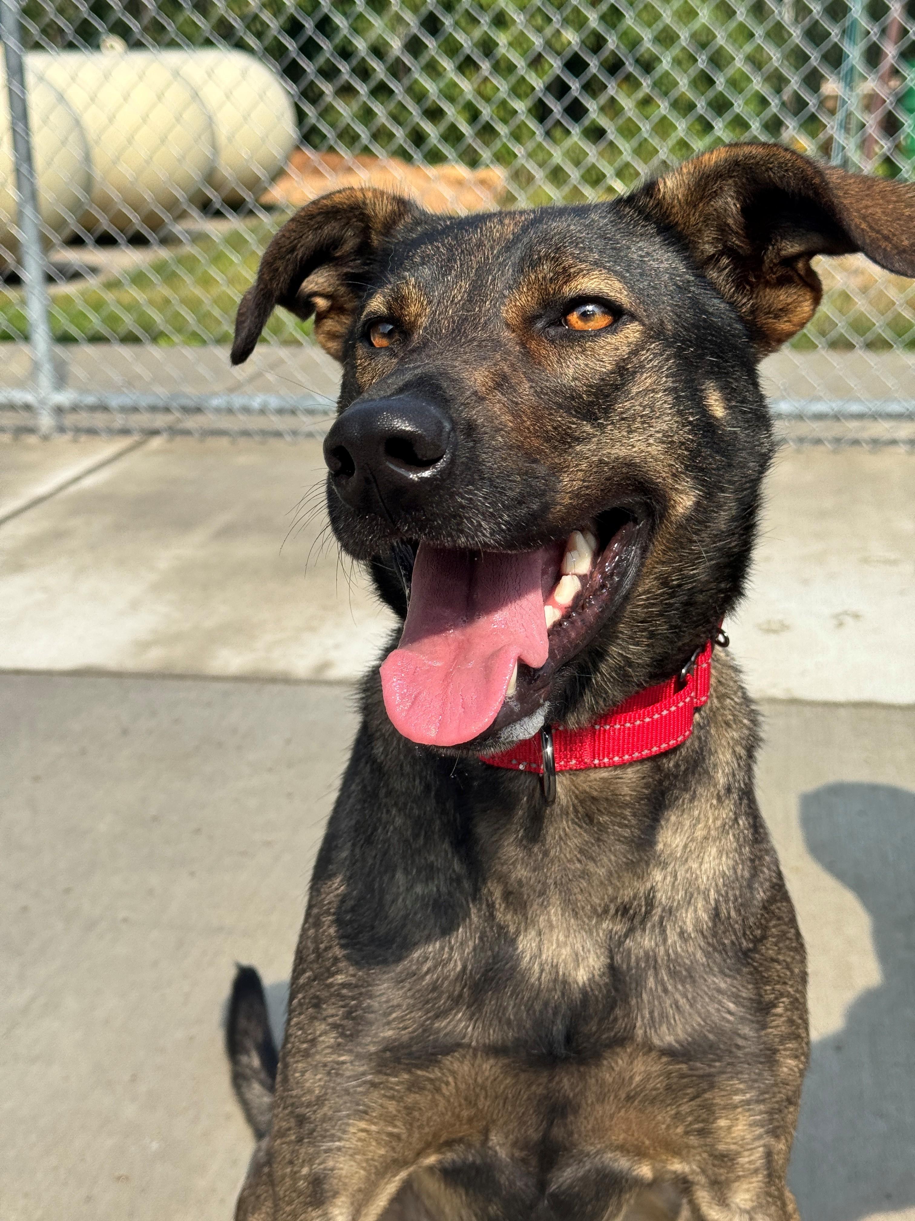 Kickflip, an adoptable Shepherd in Hackensack, MN, 56452 | Photo Image 1