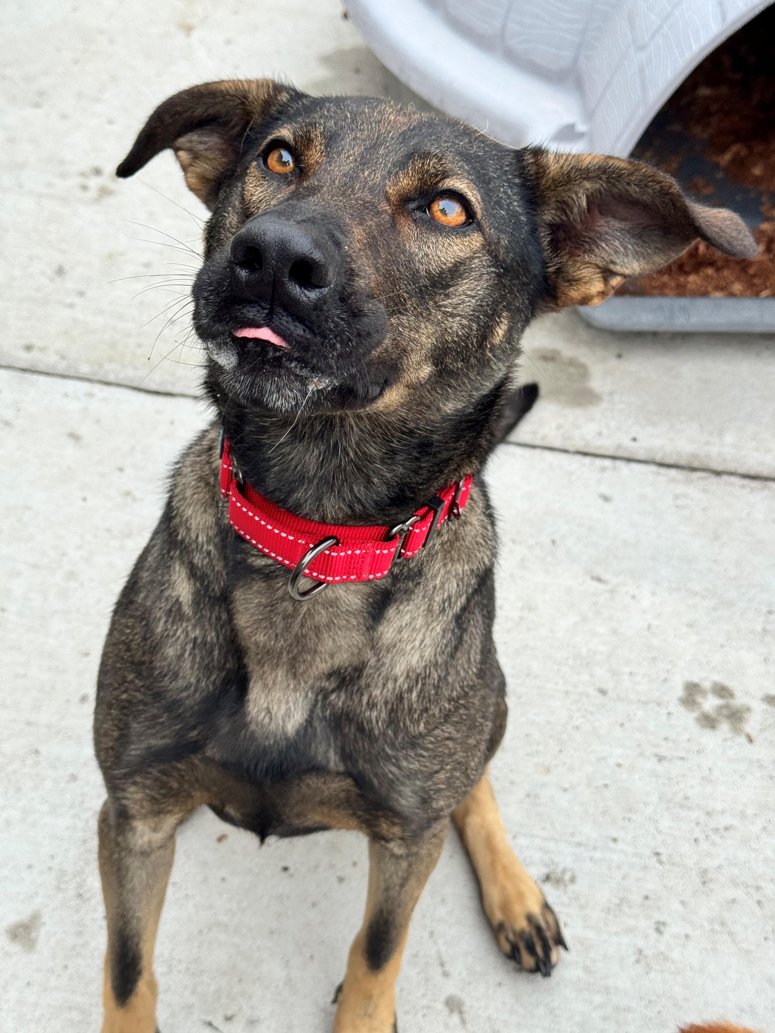 Kickflip, an adoptable Shepherd in Hackensack, MN, 56452 | Photo Image 2