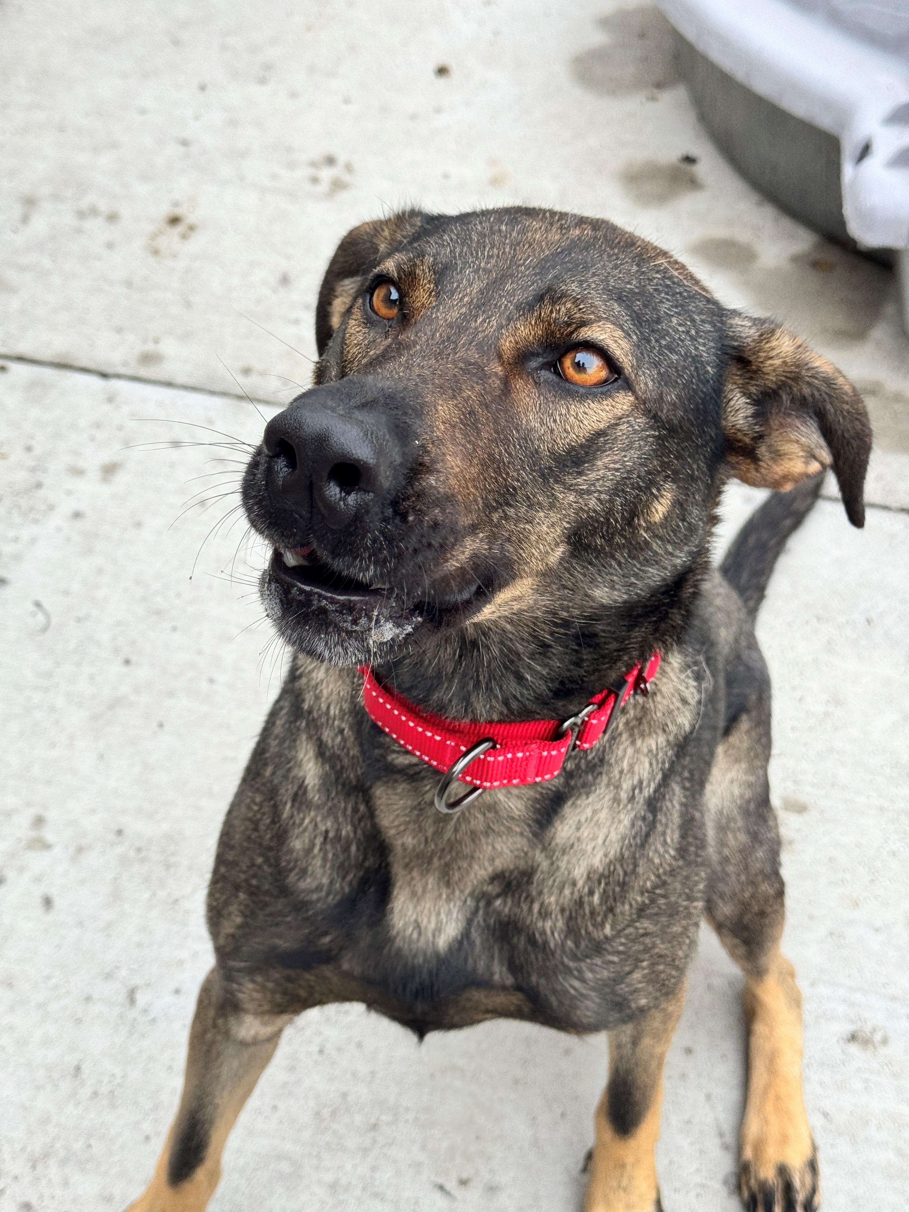 Kickflip, an adoptable Shepherd in Hackensack, MN, 56452 | Photo Image 3