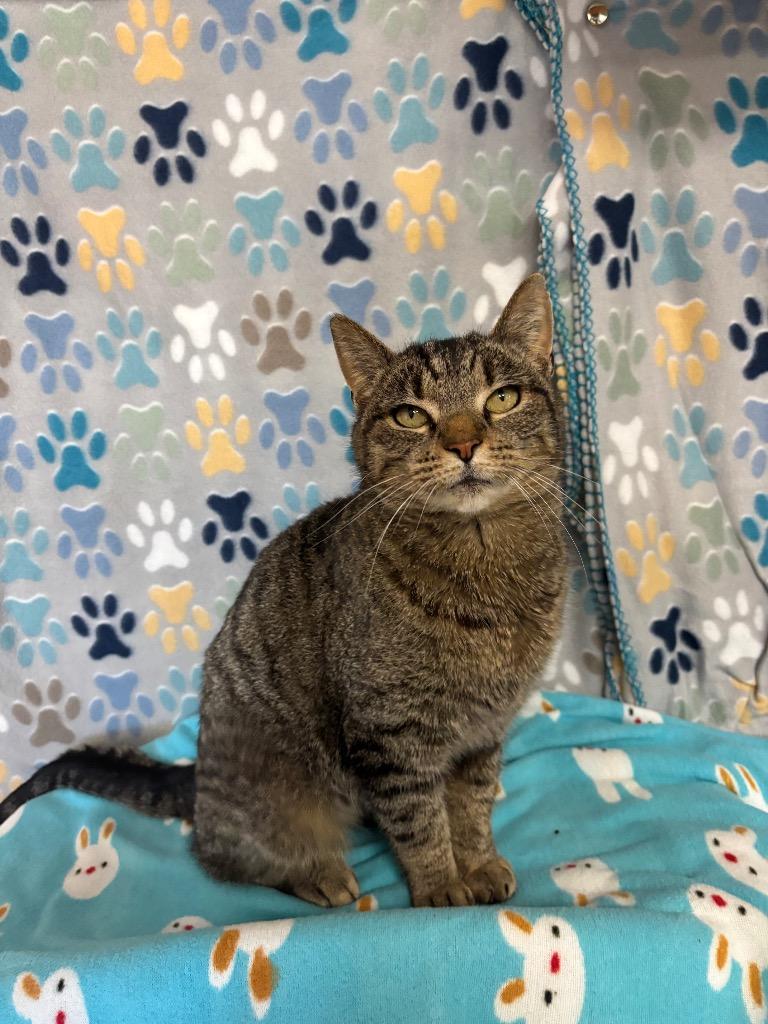 Rogue, Adoptable, Young Female Domestic Short Hair.