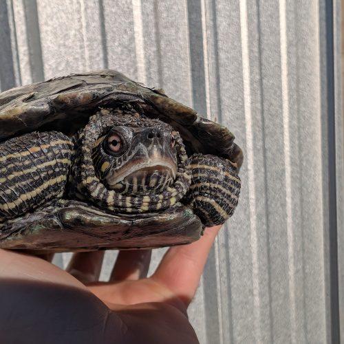 Enlarge Salina, a ADOPTABLE Turtle in Pefferlaw, ON image 1/1